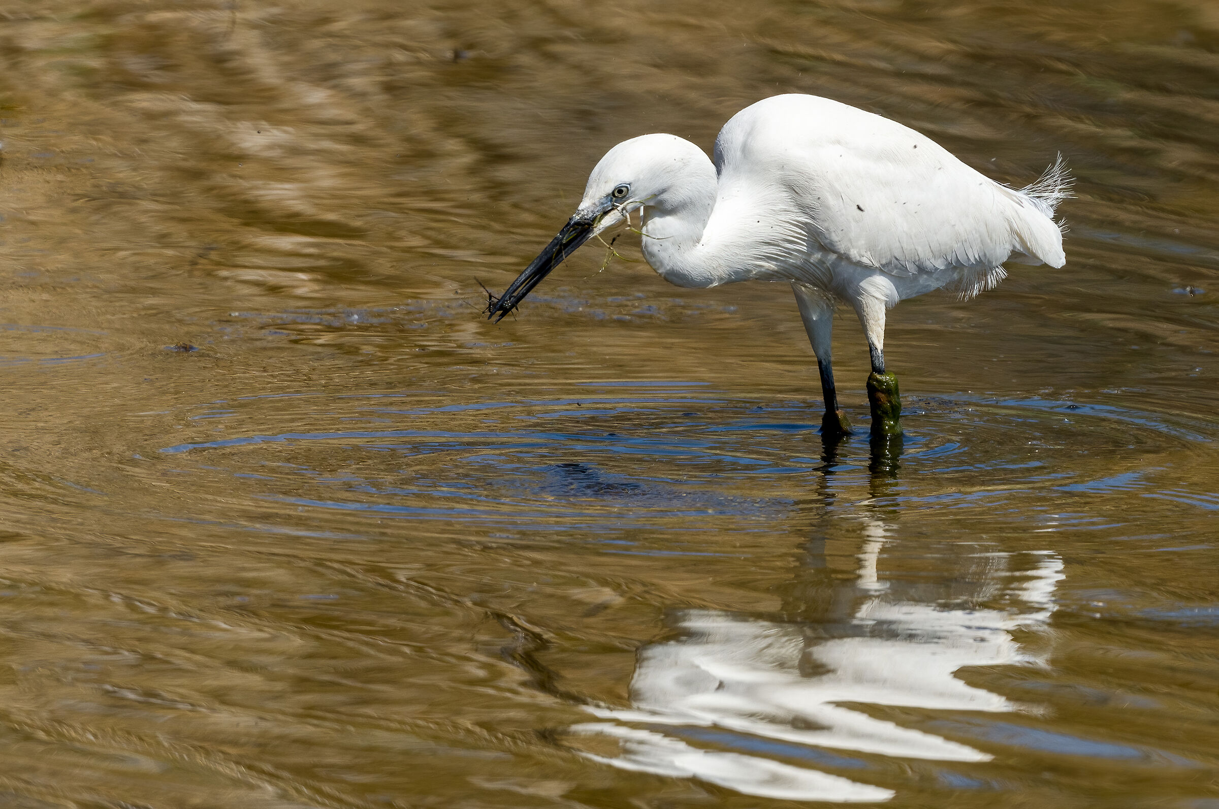 egret