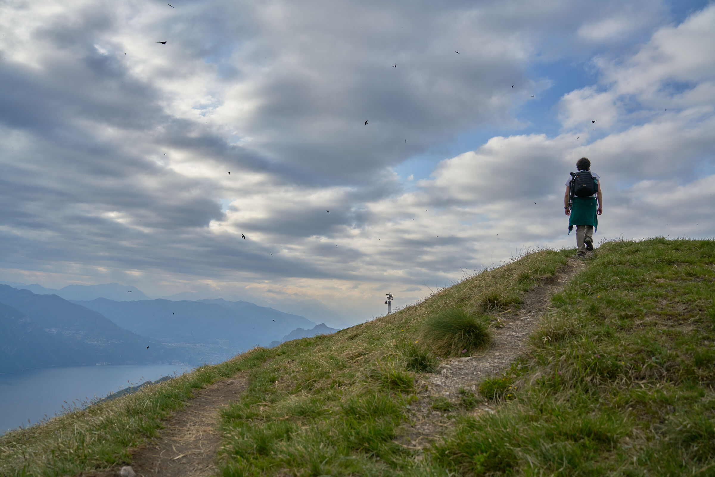 Wanderer on a Sea of Swallows