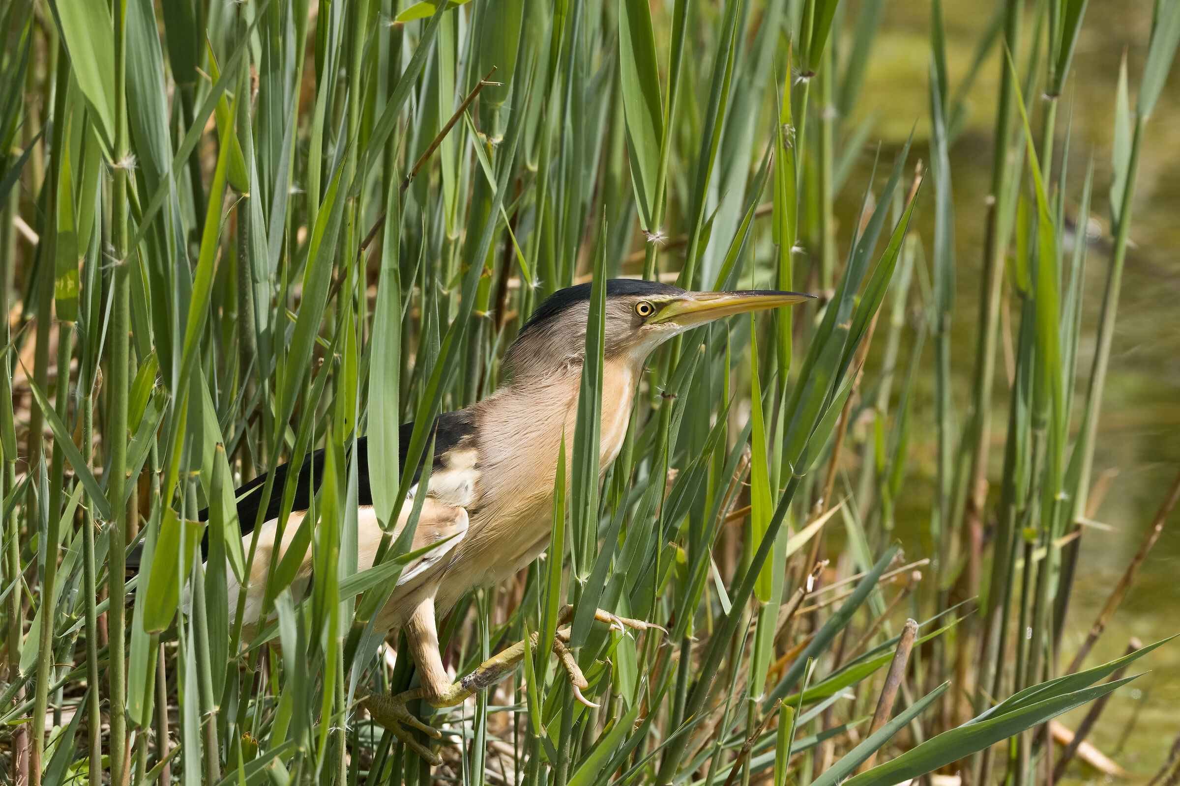 little bittern