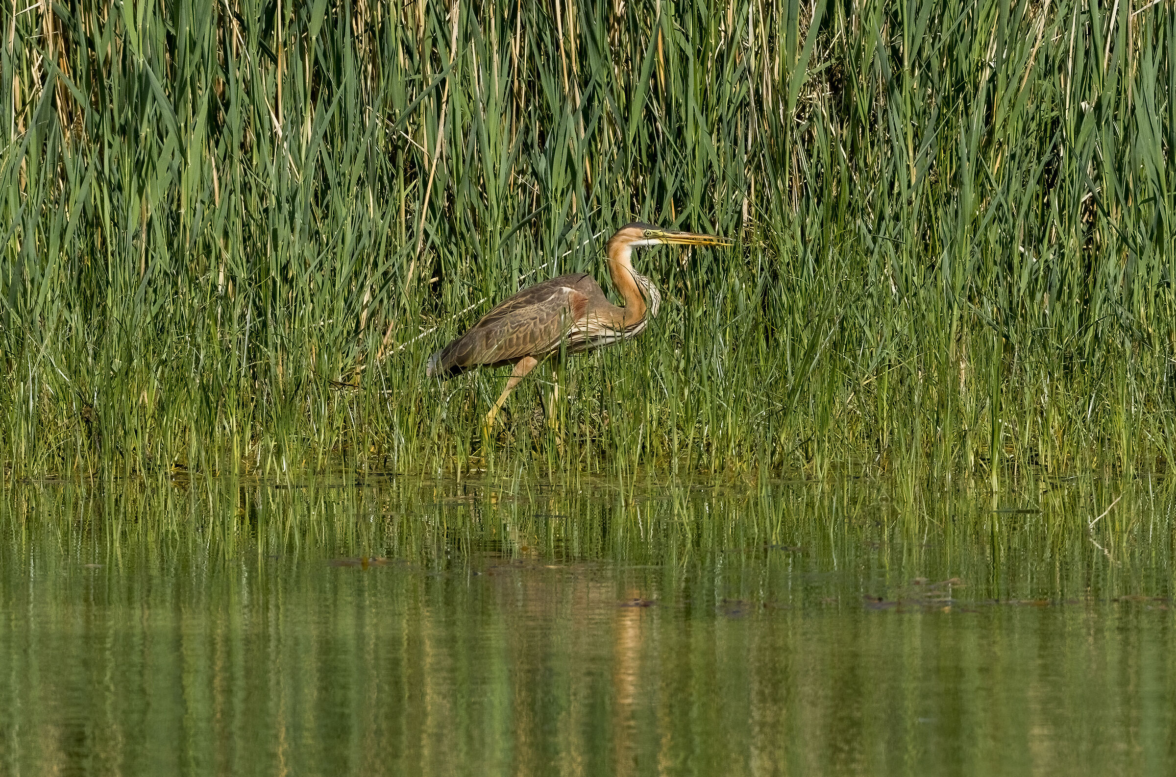 purple heron