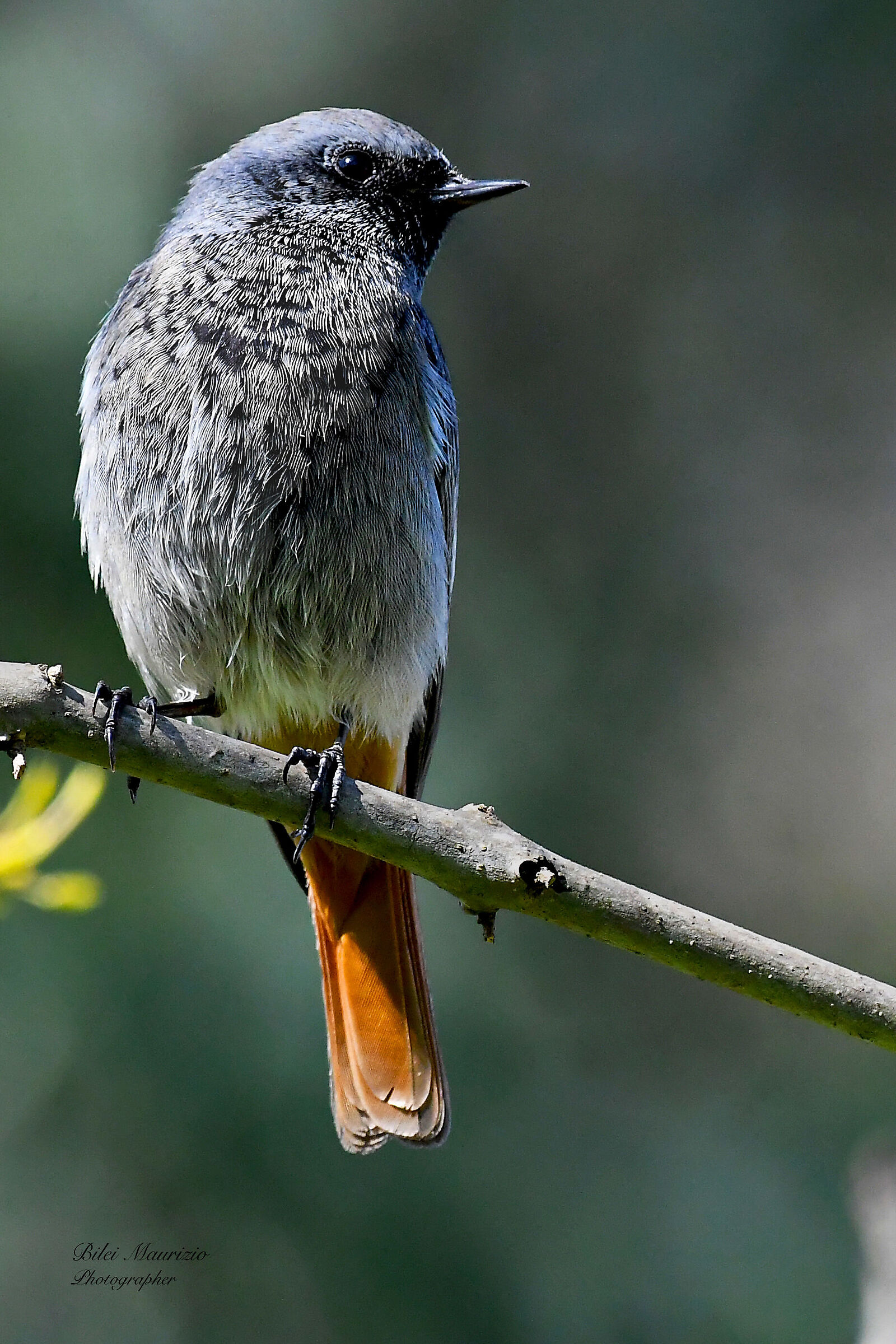 Codirosso spazzacamino