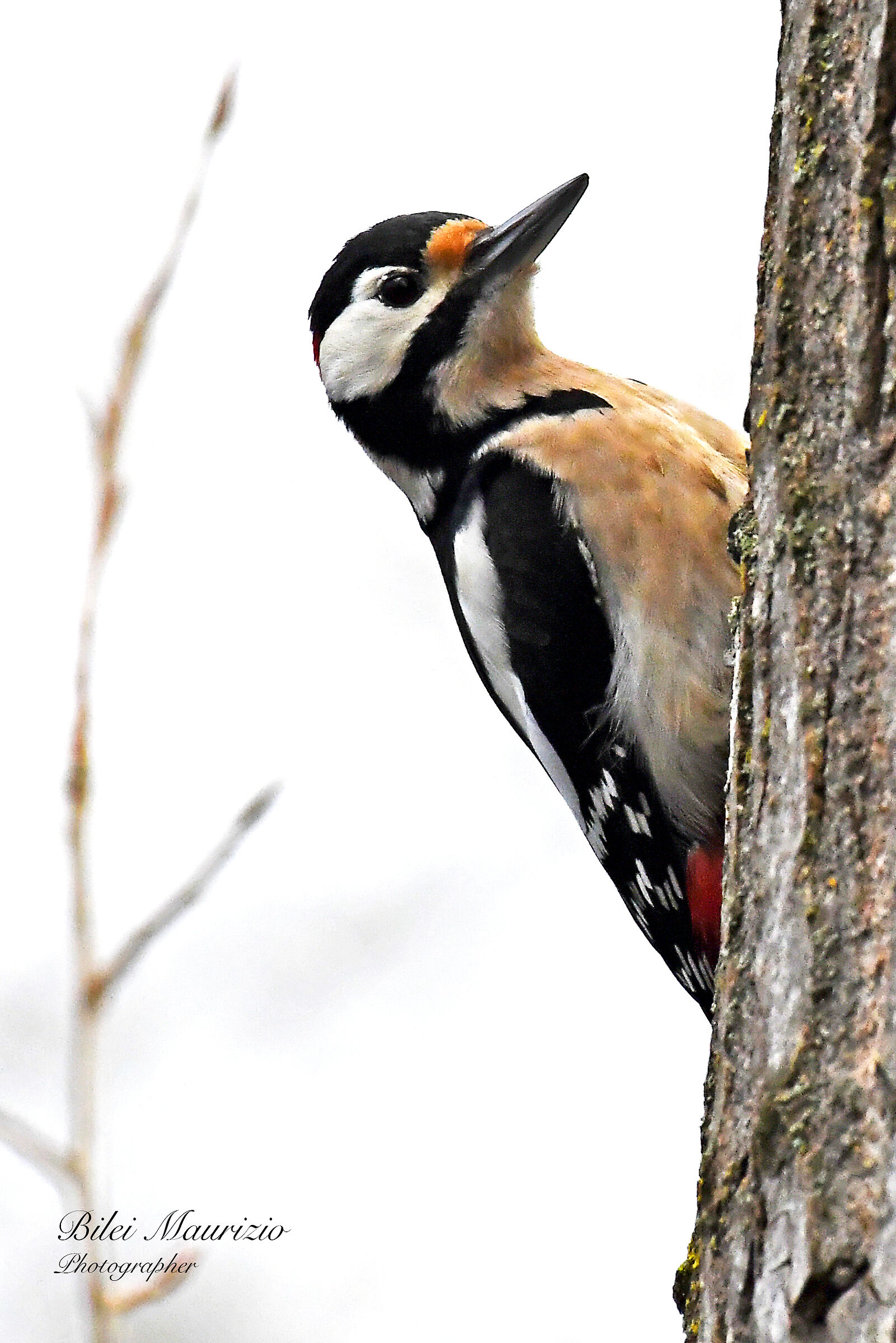 Picchio rosso maggiore