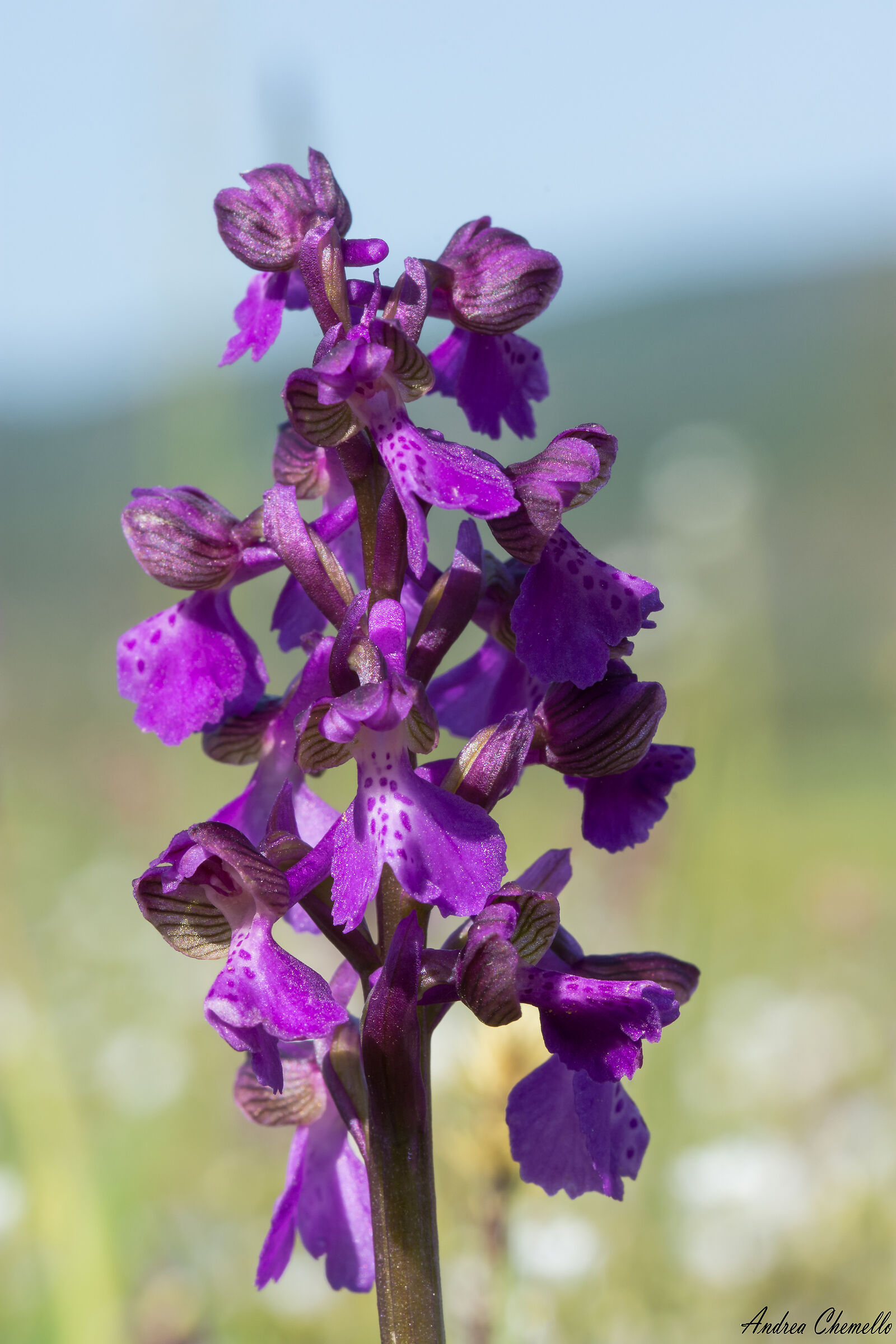 Orchide minore (Anacamptis morio)