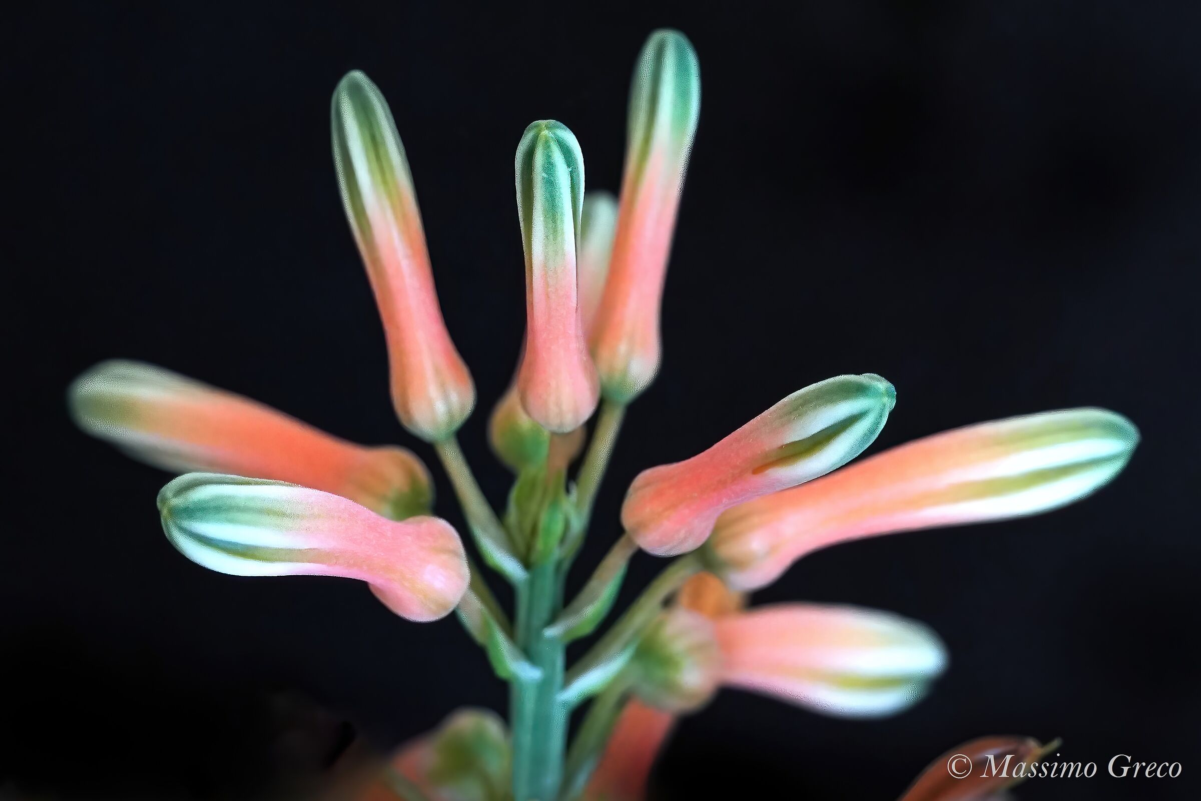 Aloe vera - infiorescence