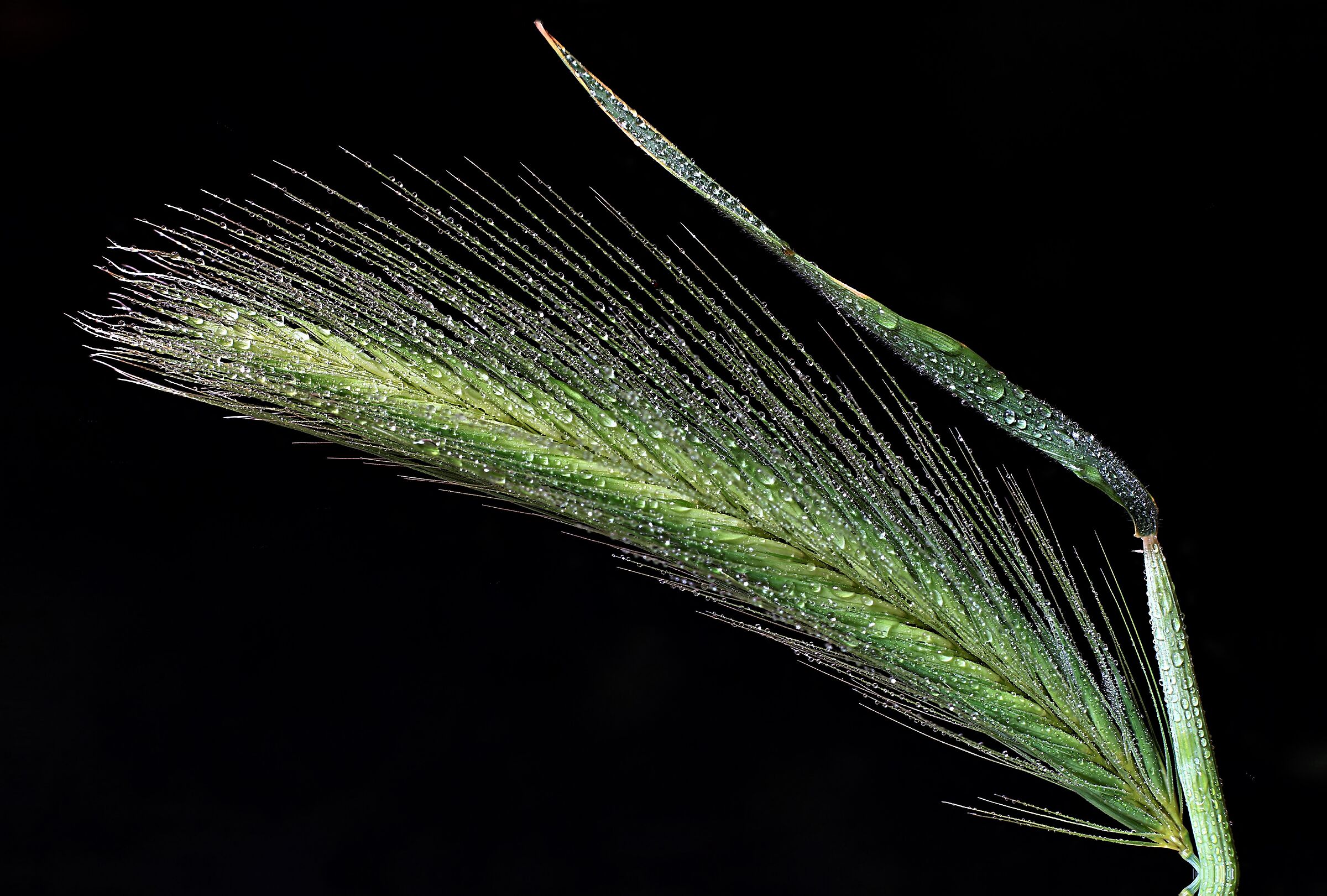 Spiga in focus stacking