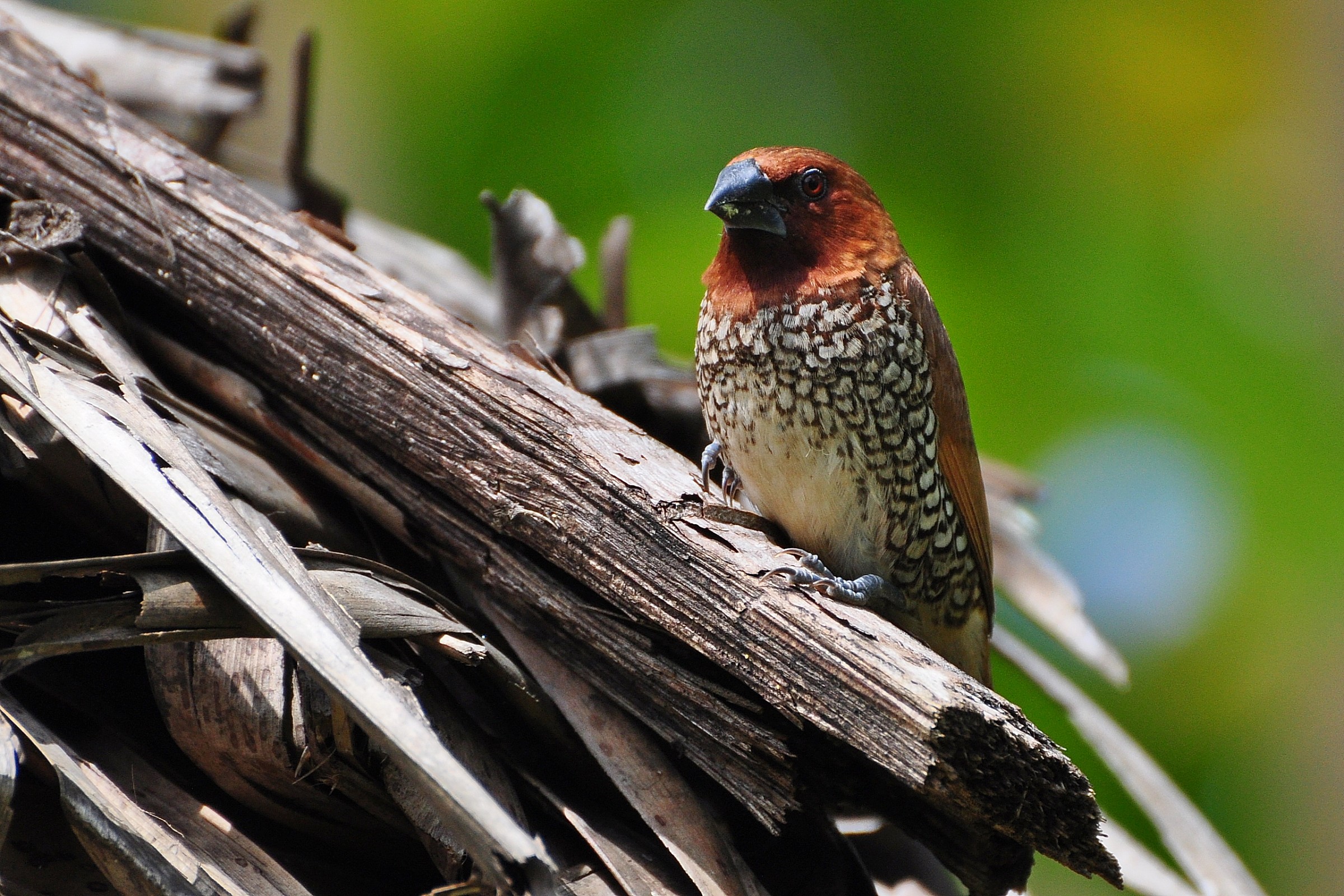 spoted munia