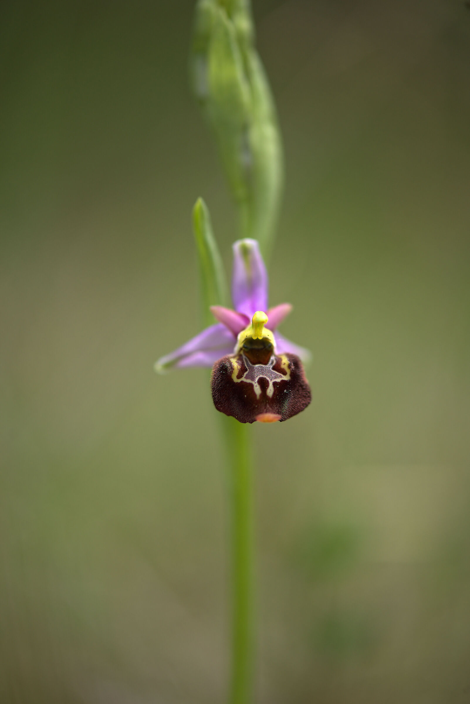 Holoserice's ophrys
