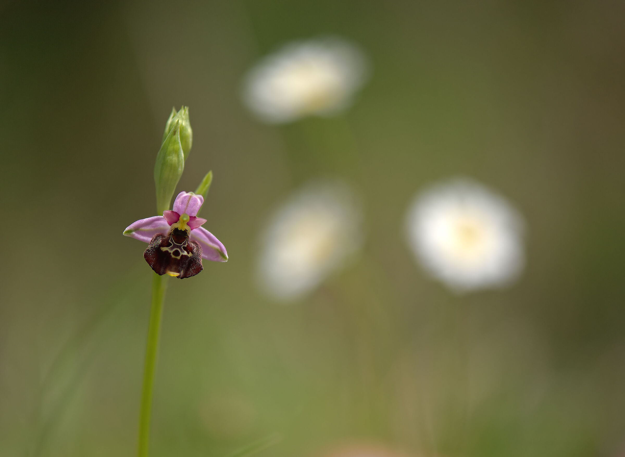 Ophrys holosericea
