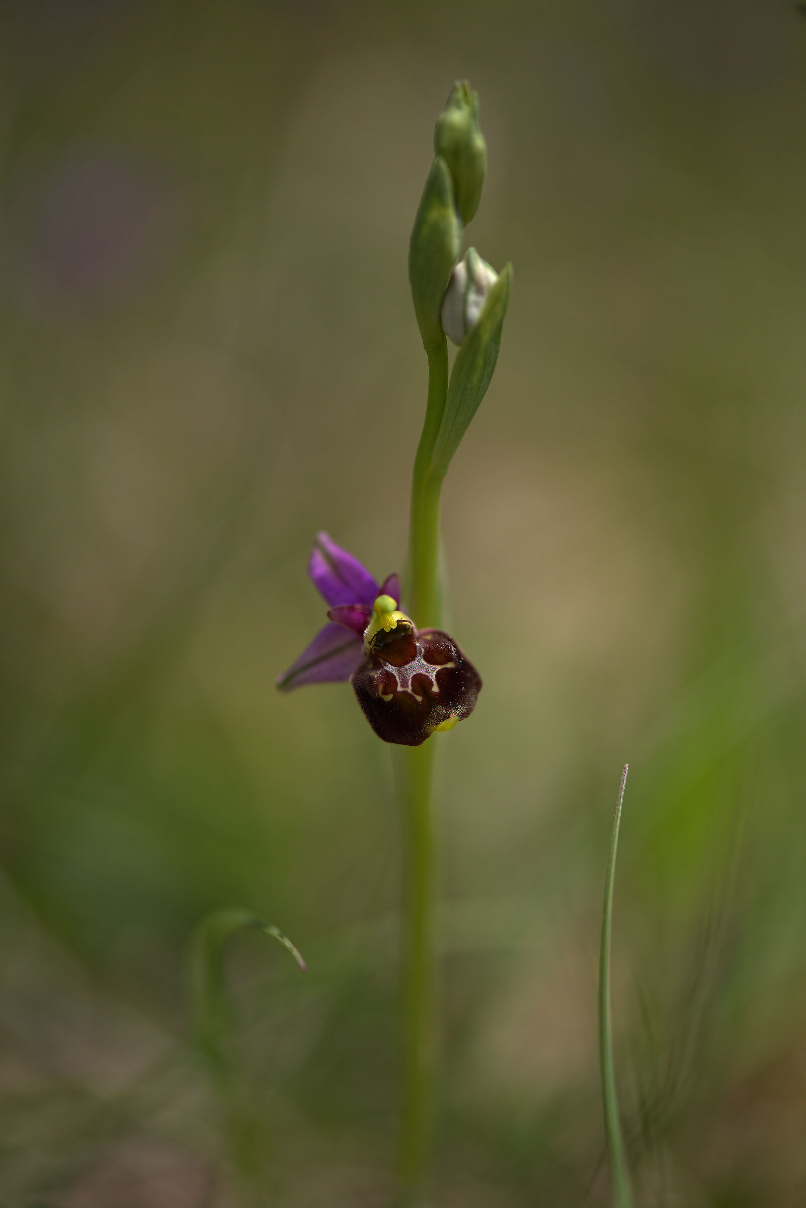 Ophrys holosericea