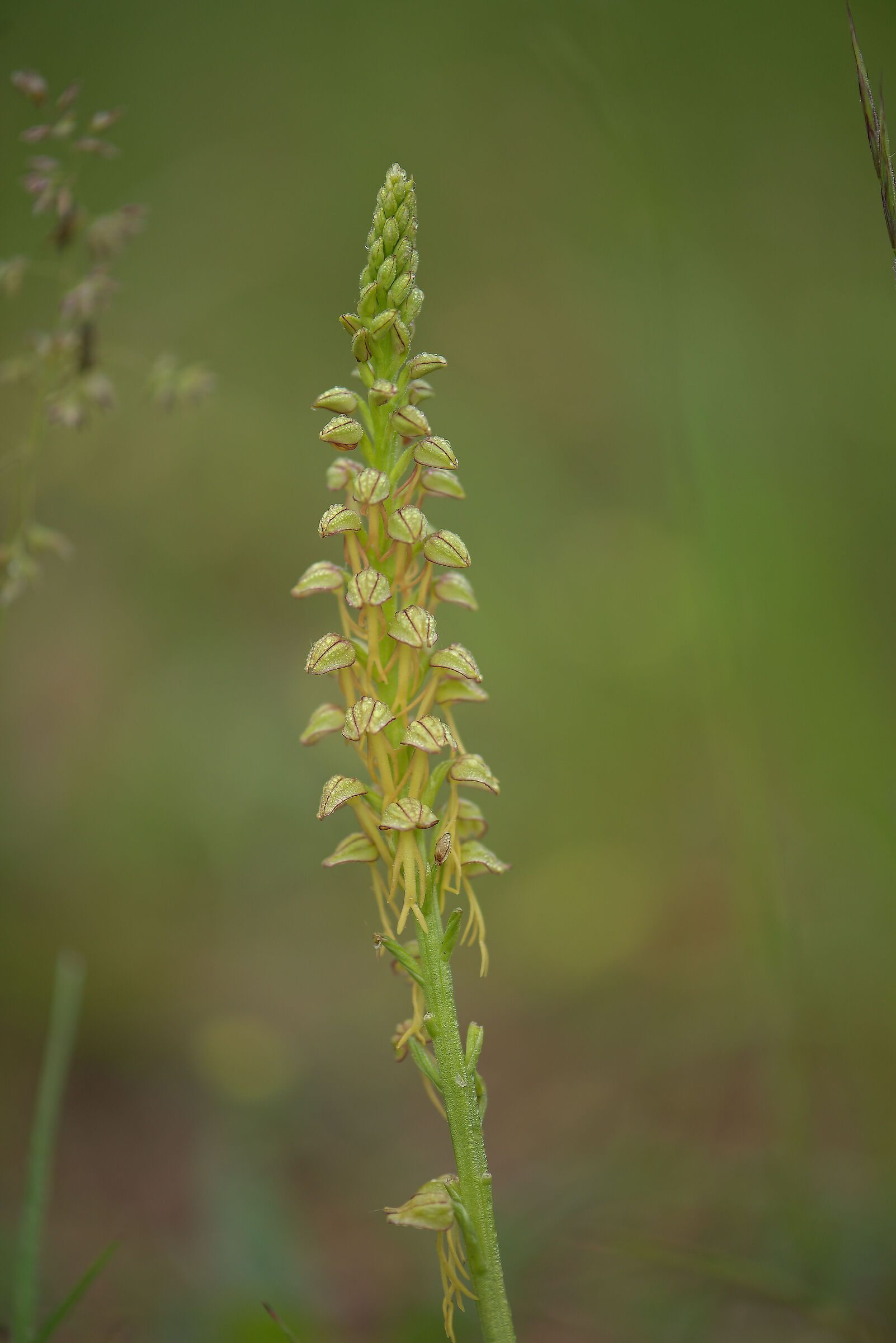 Orchis anthropophora