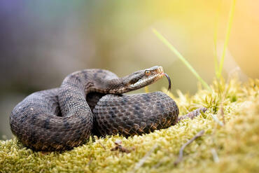 Vipera aspis