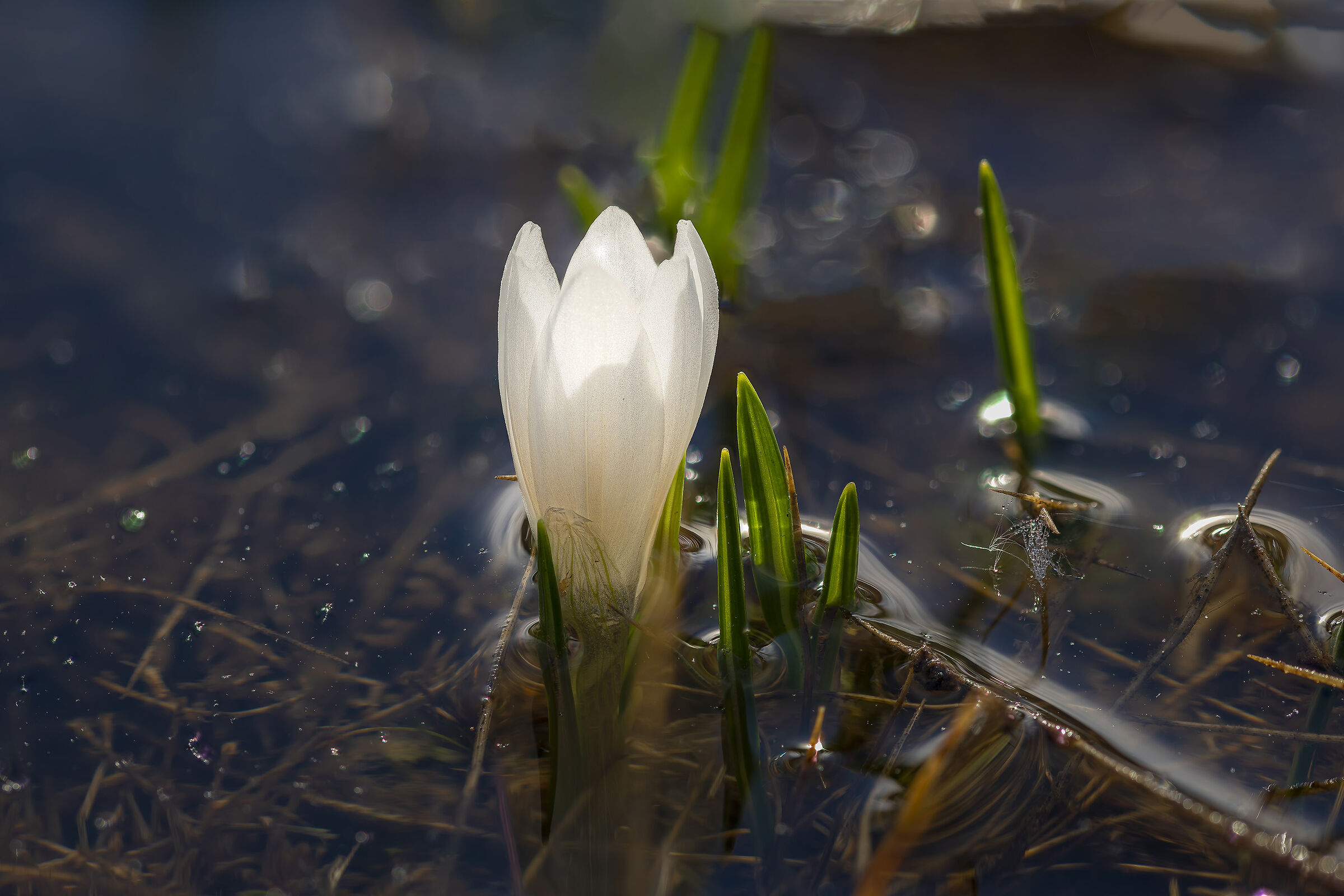 Crocus in torbiera