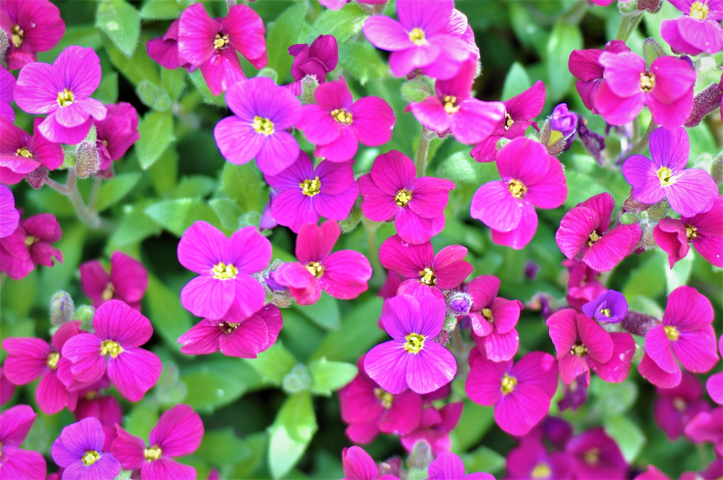 Nice flowers