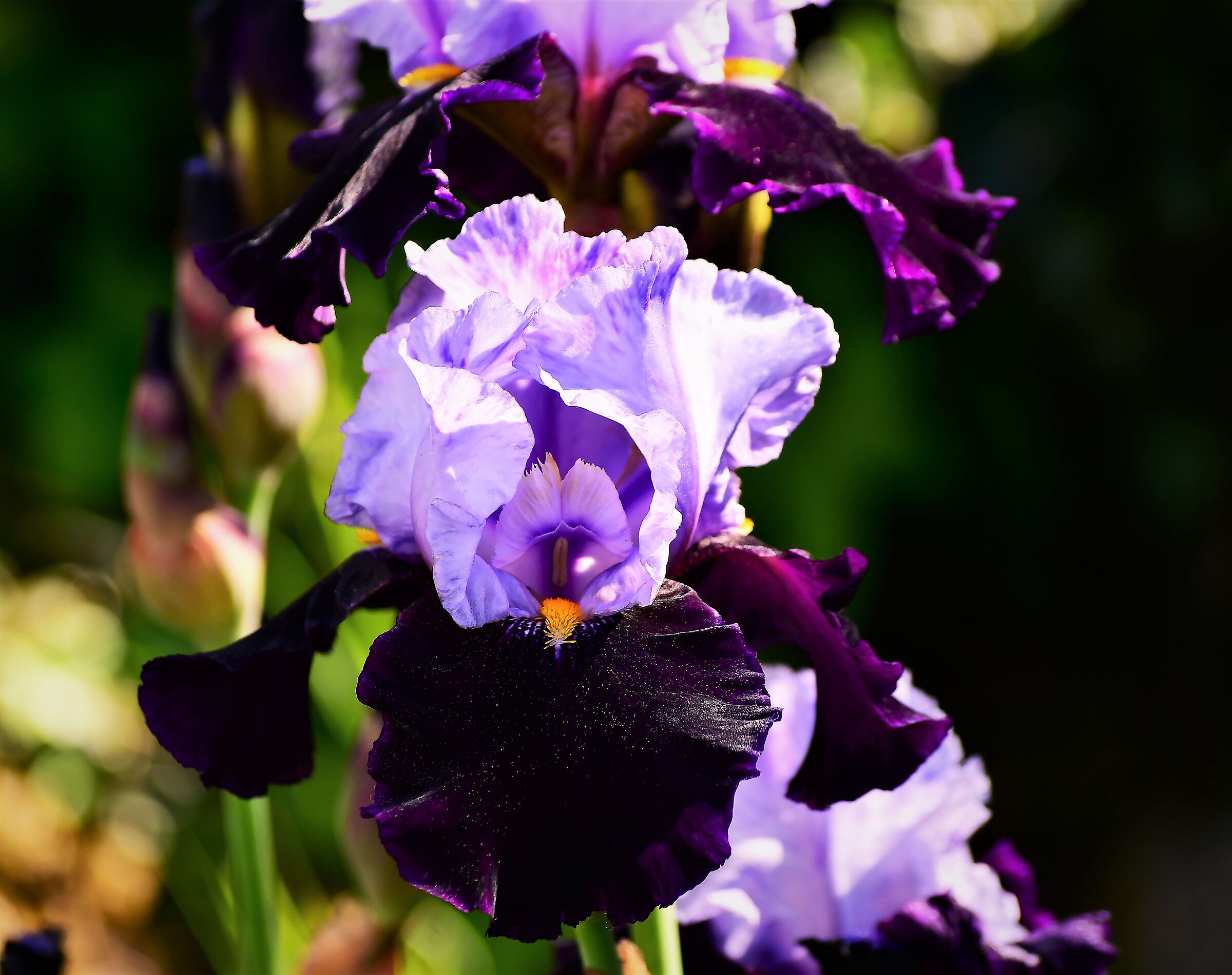 iris in florence