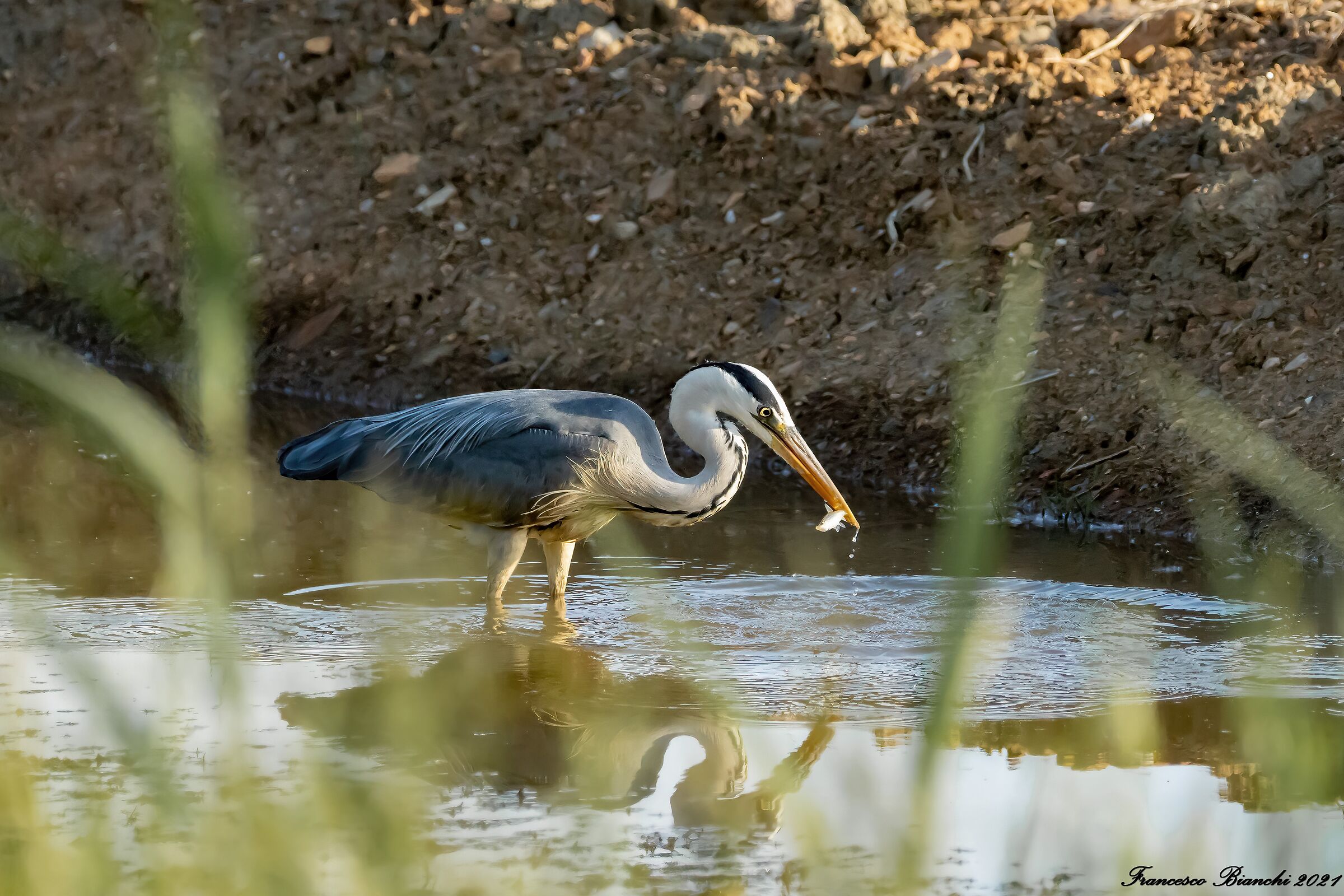 Enjoy your meal! - Cinerino heron