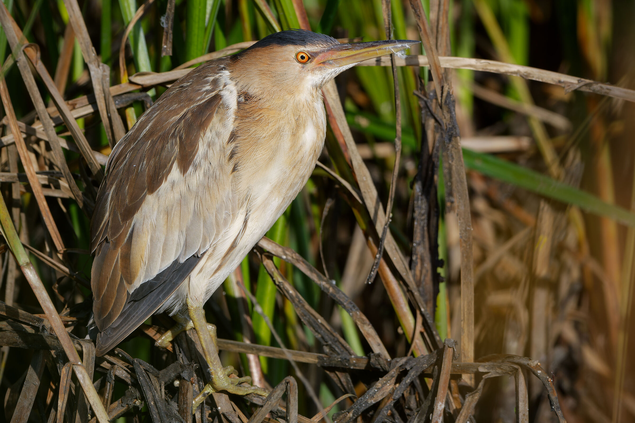 little bittern