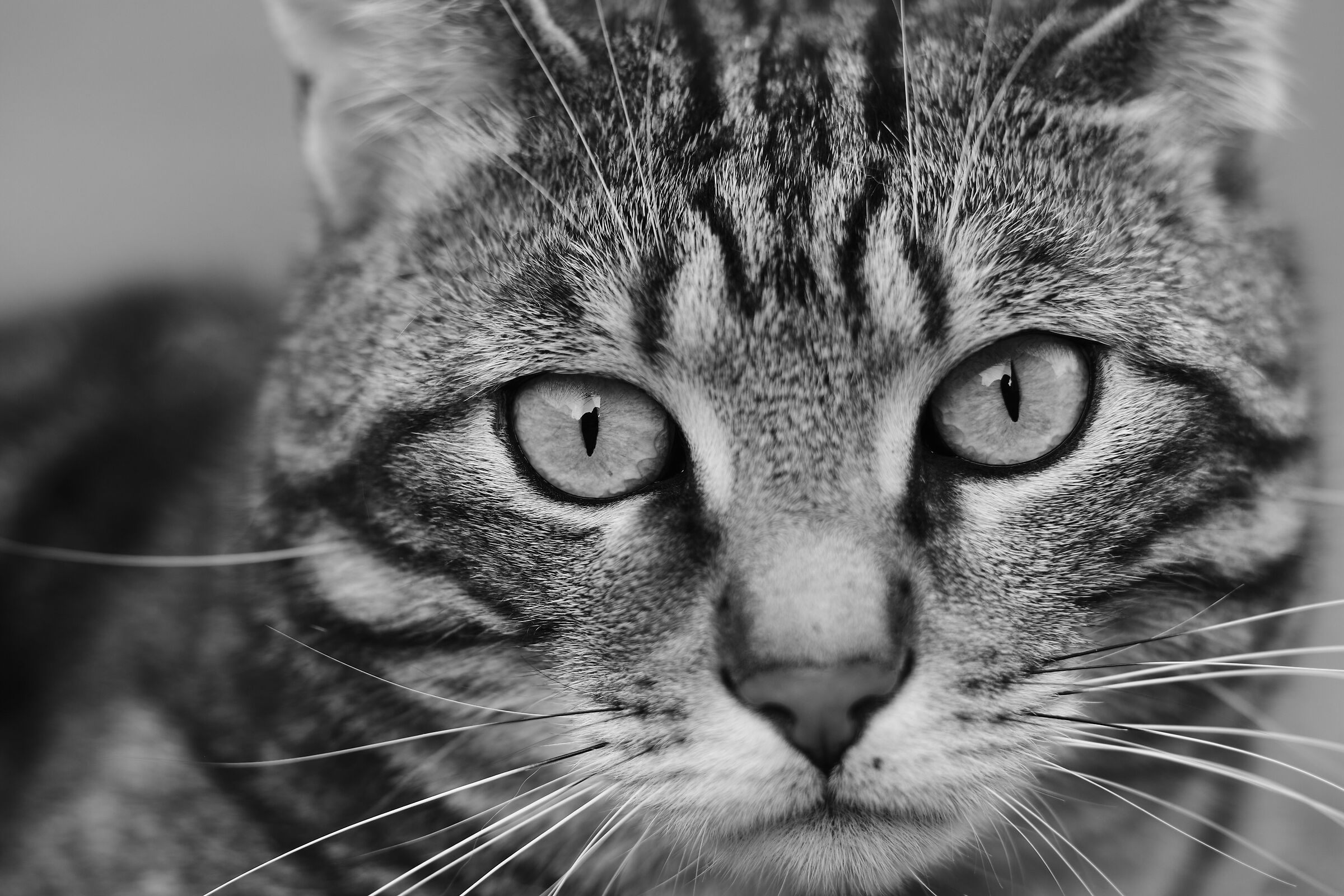 Curiosità felina in quasi-macro