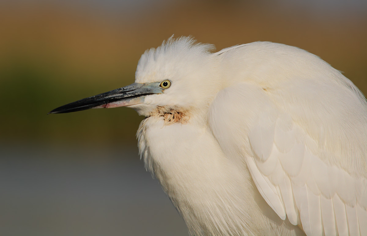 egret