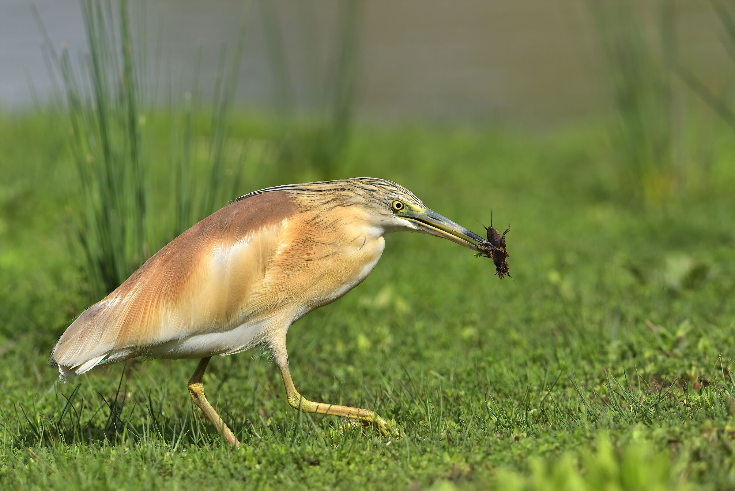 squacco heron