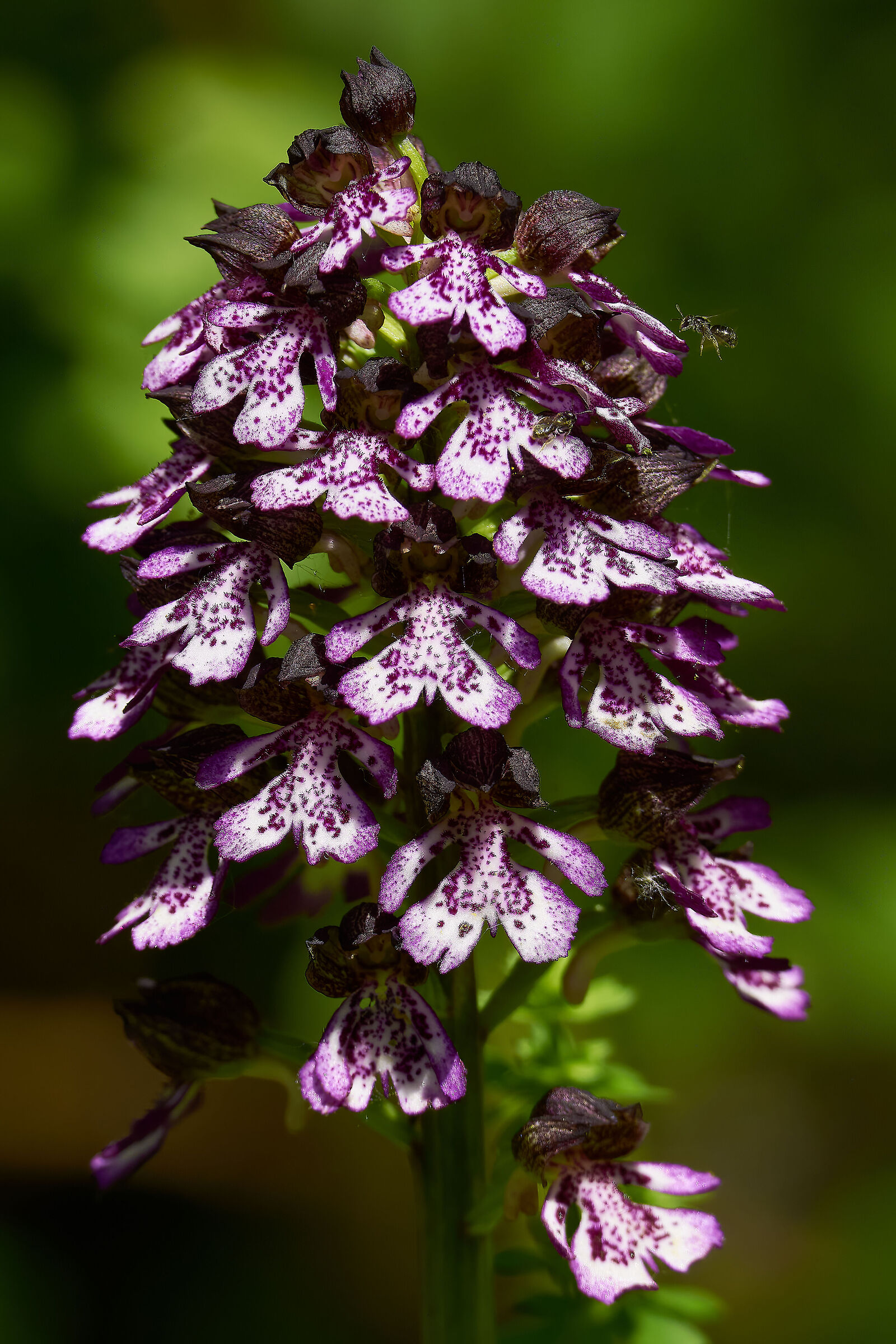 In volo sull'Orchidea Selvatica
