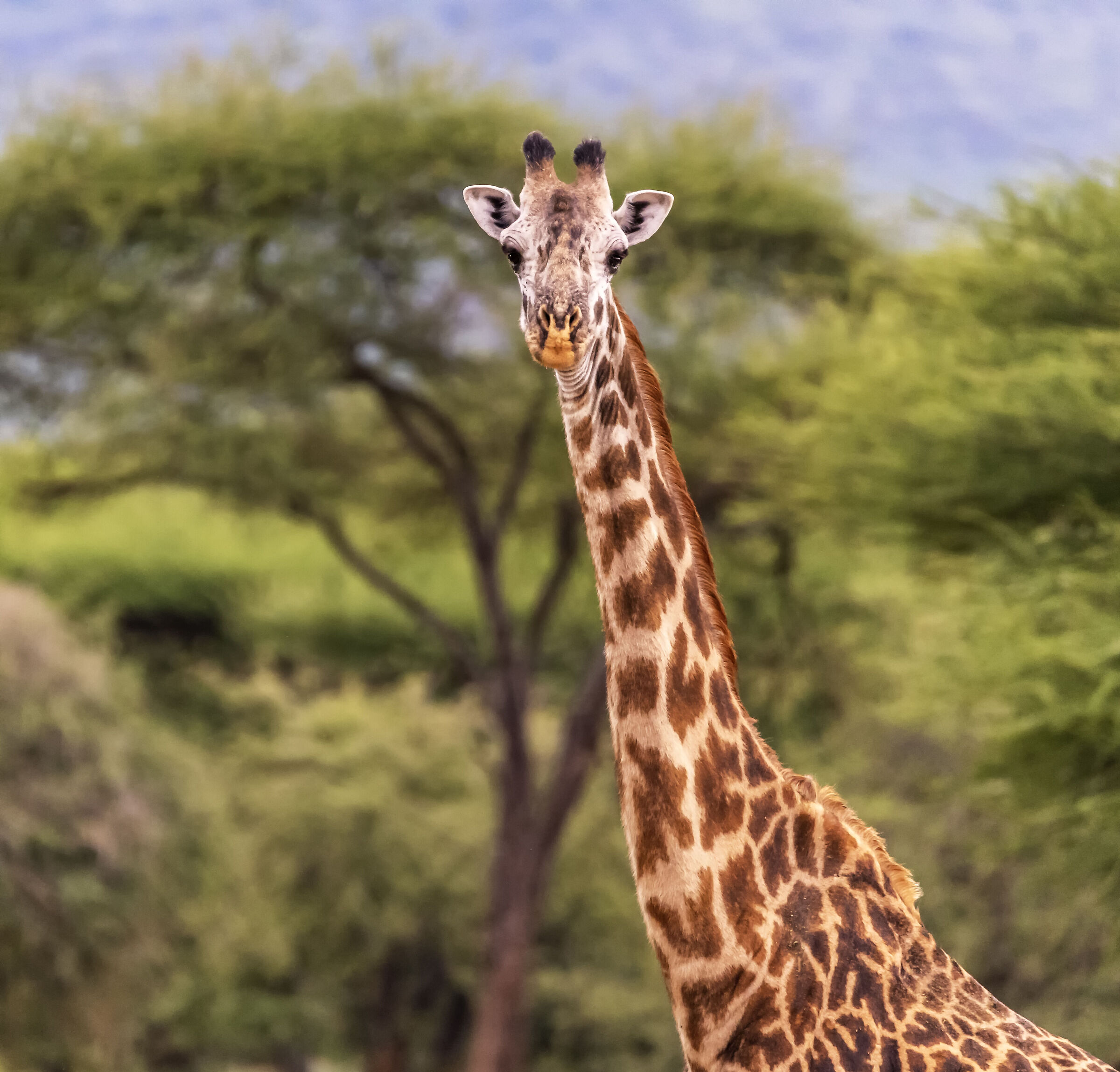 Amboseli National Park Kenya