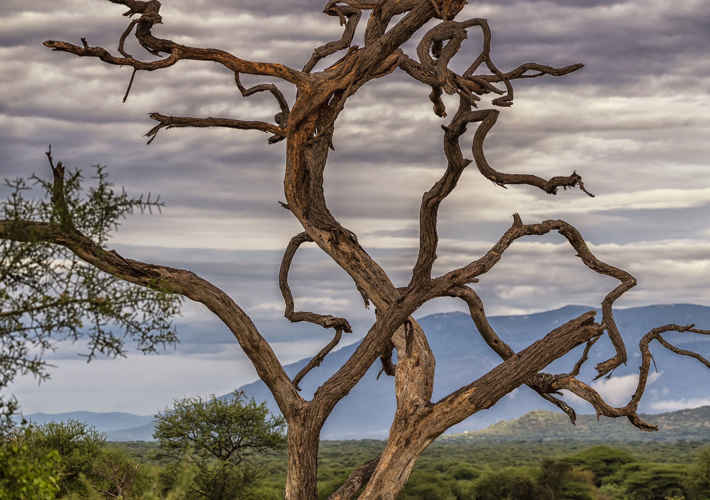 Amboseli National Park Kenya
