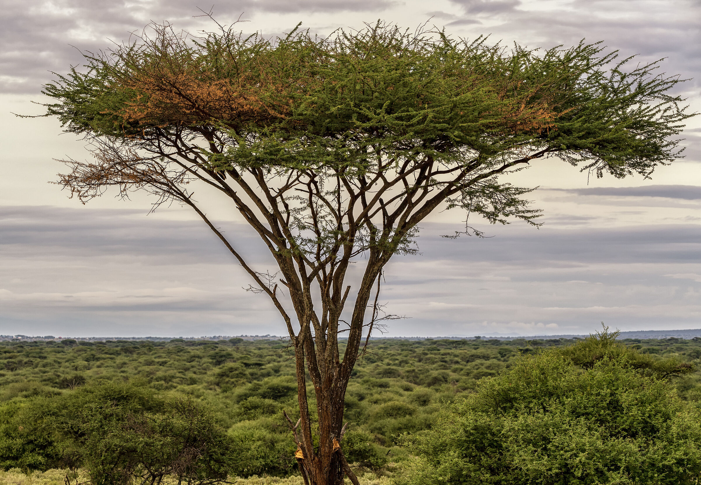 Amboseli National Park Kenya