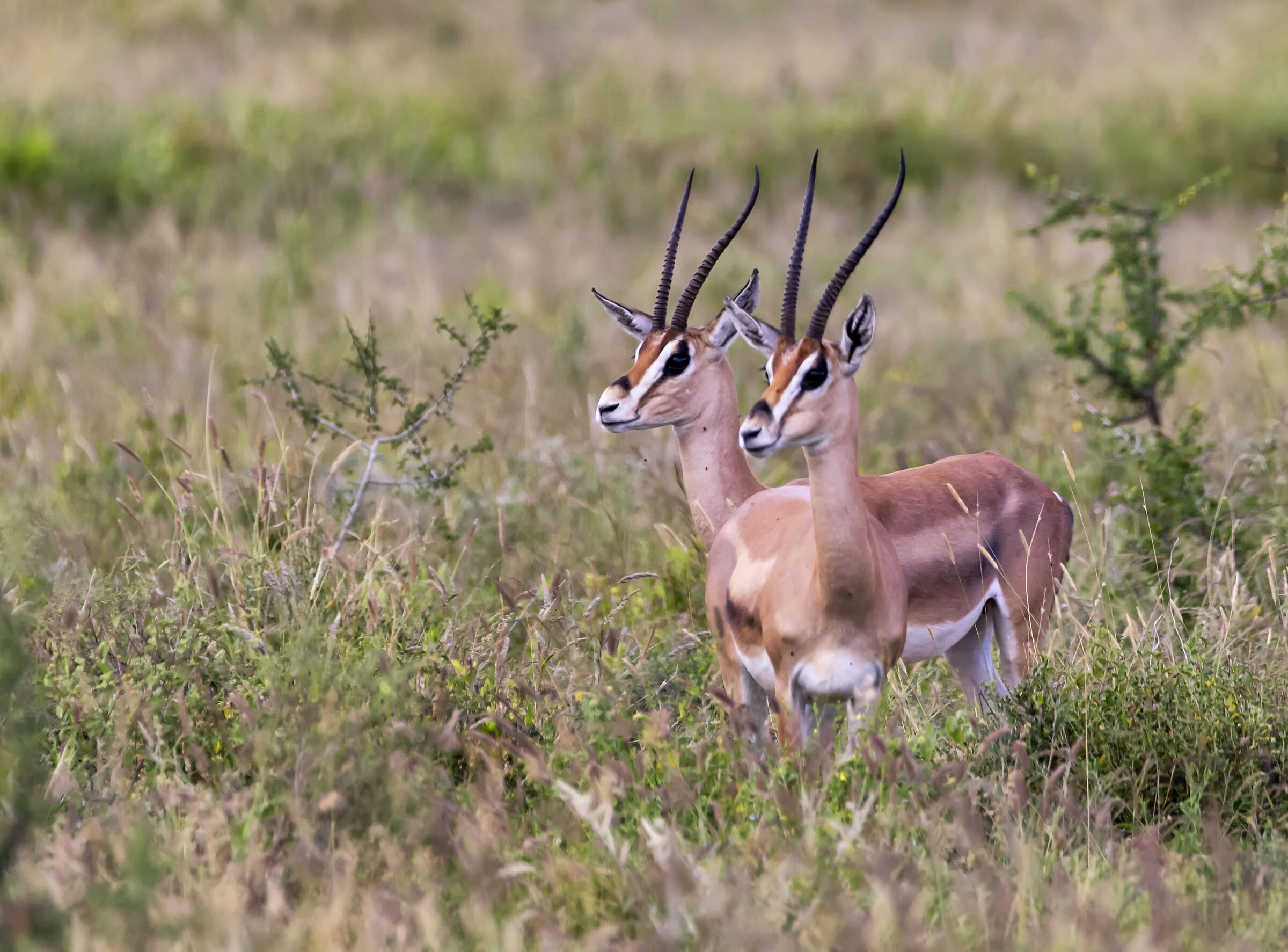 Amboseli National Park Kenya