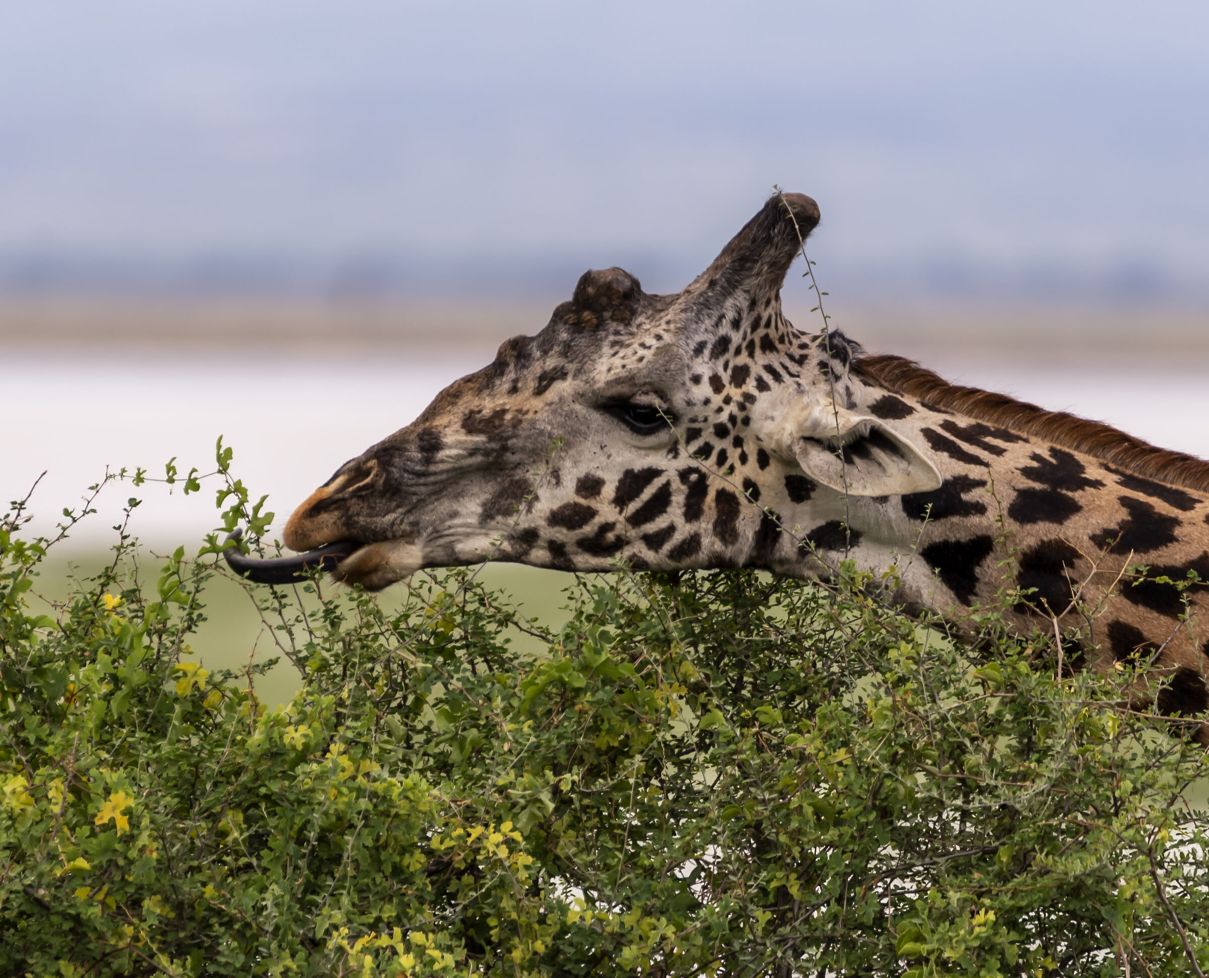 Amboseli National Park Kenya