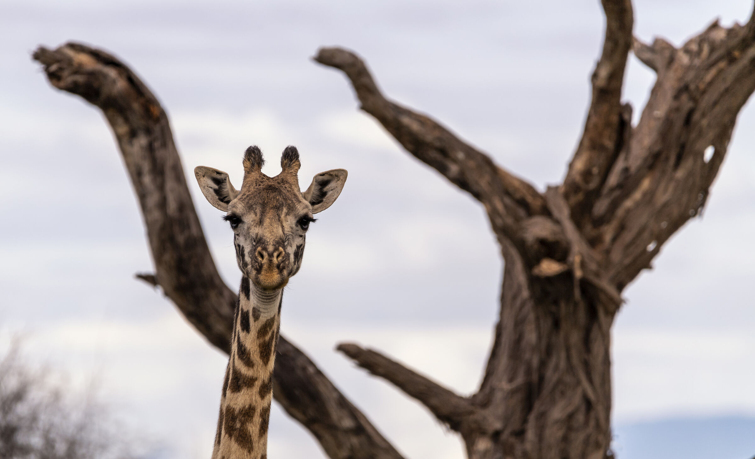 Amboseli National Park Kenya