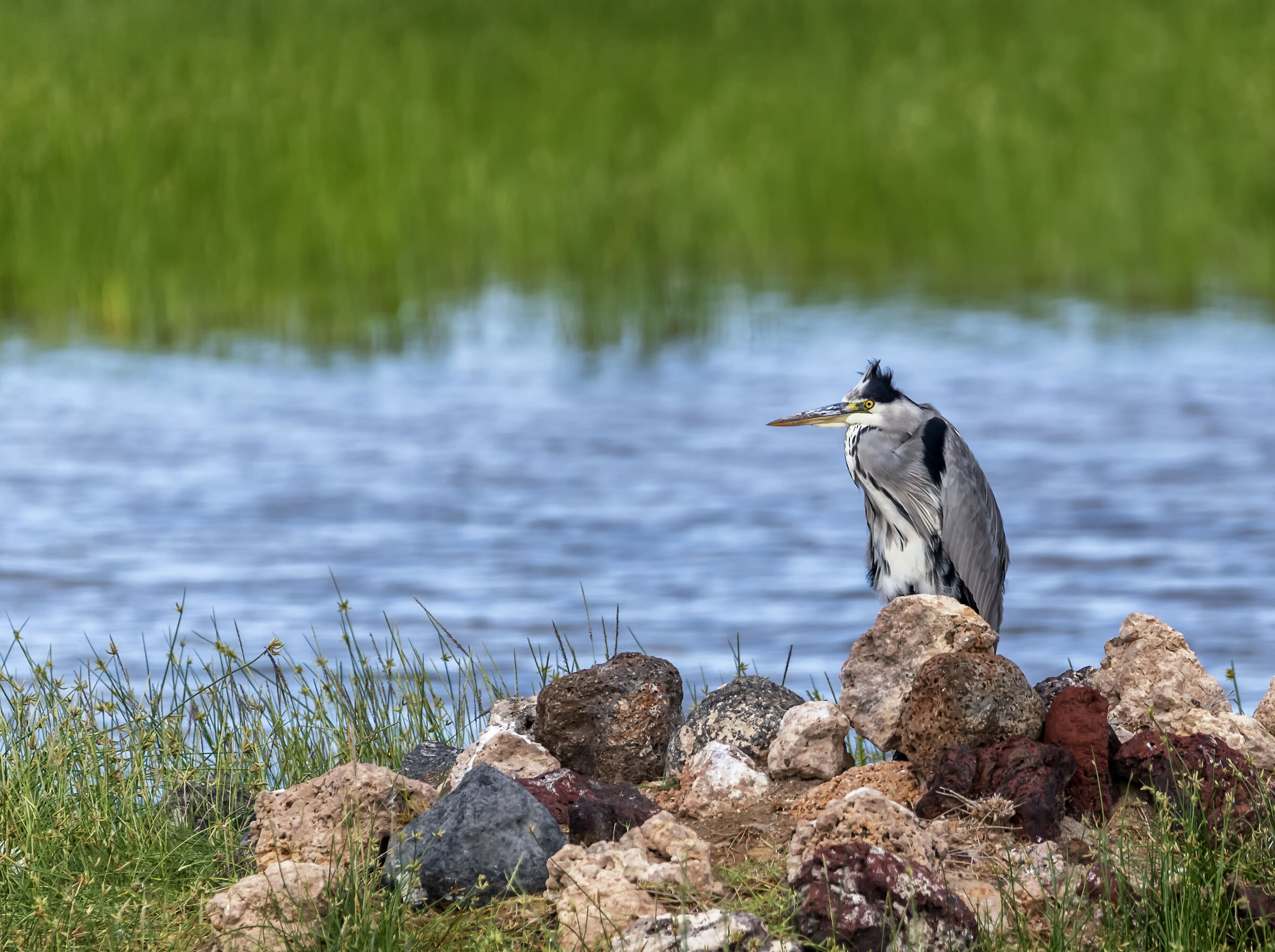 Amboseli National Park Kenya