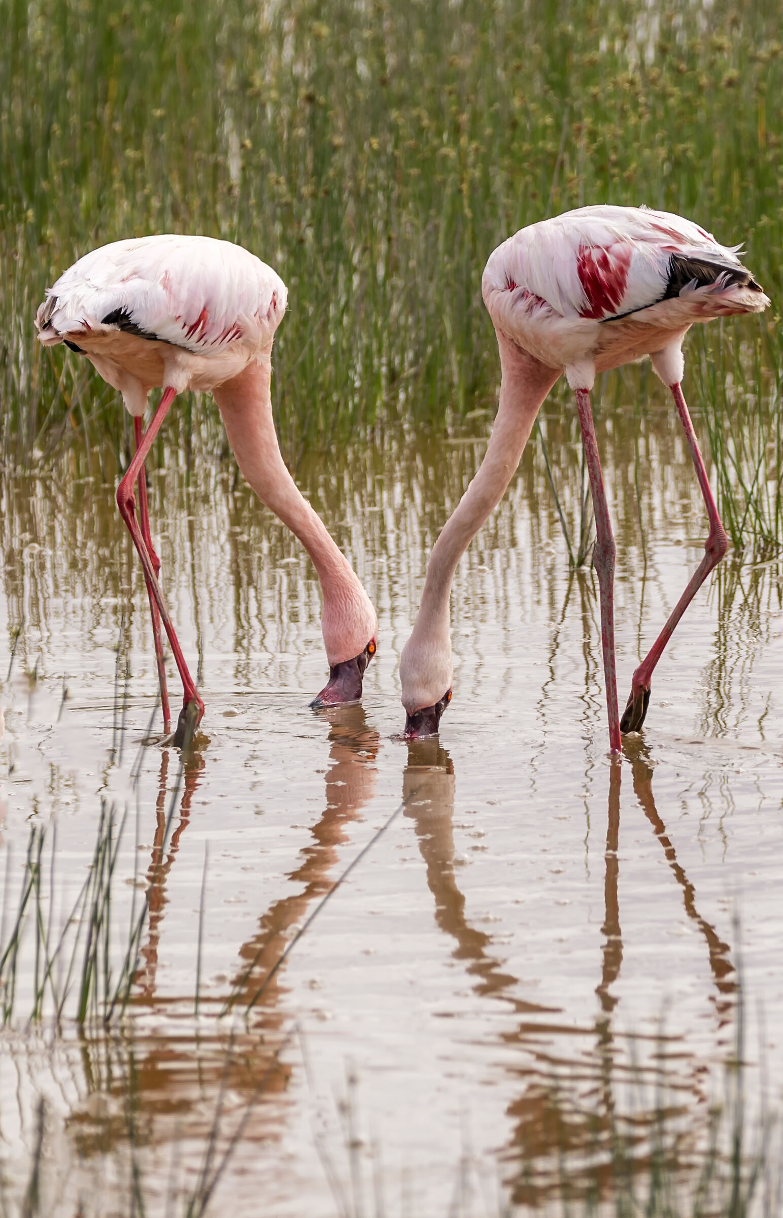 Amboseli National Park Kenya