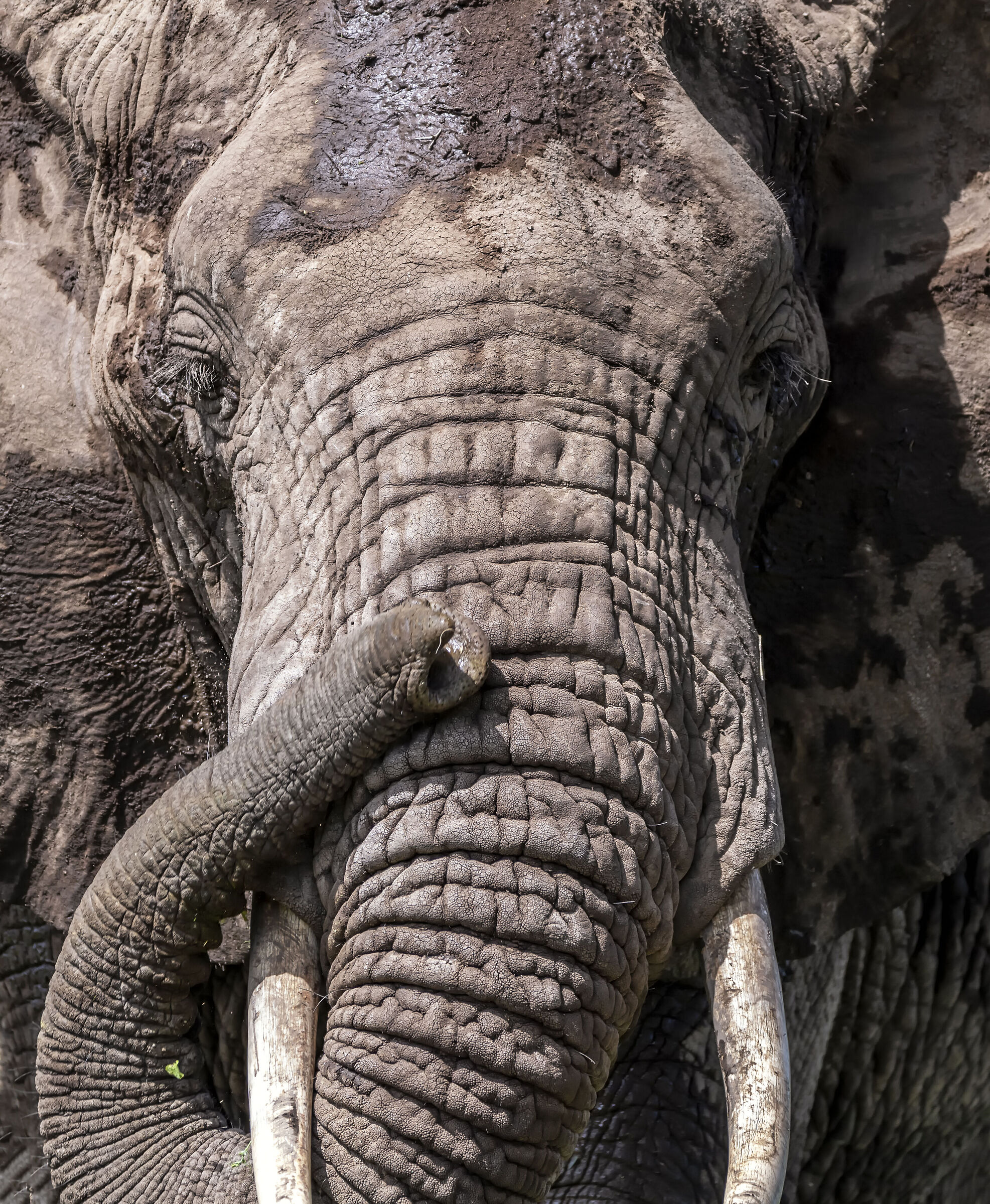 Amboseli National Park Kenya