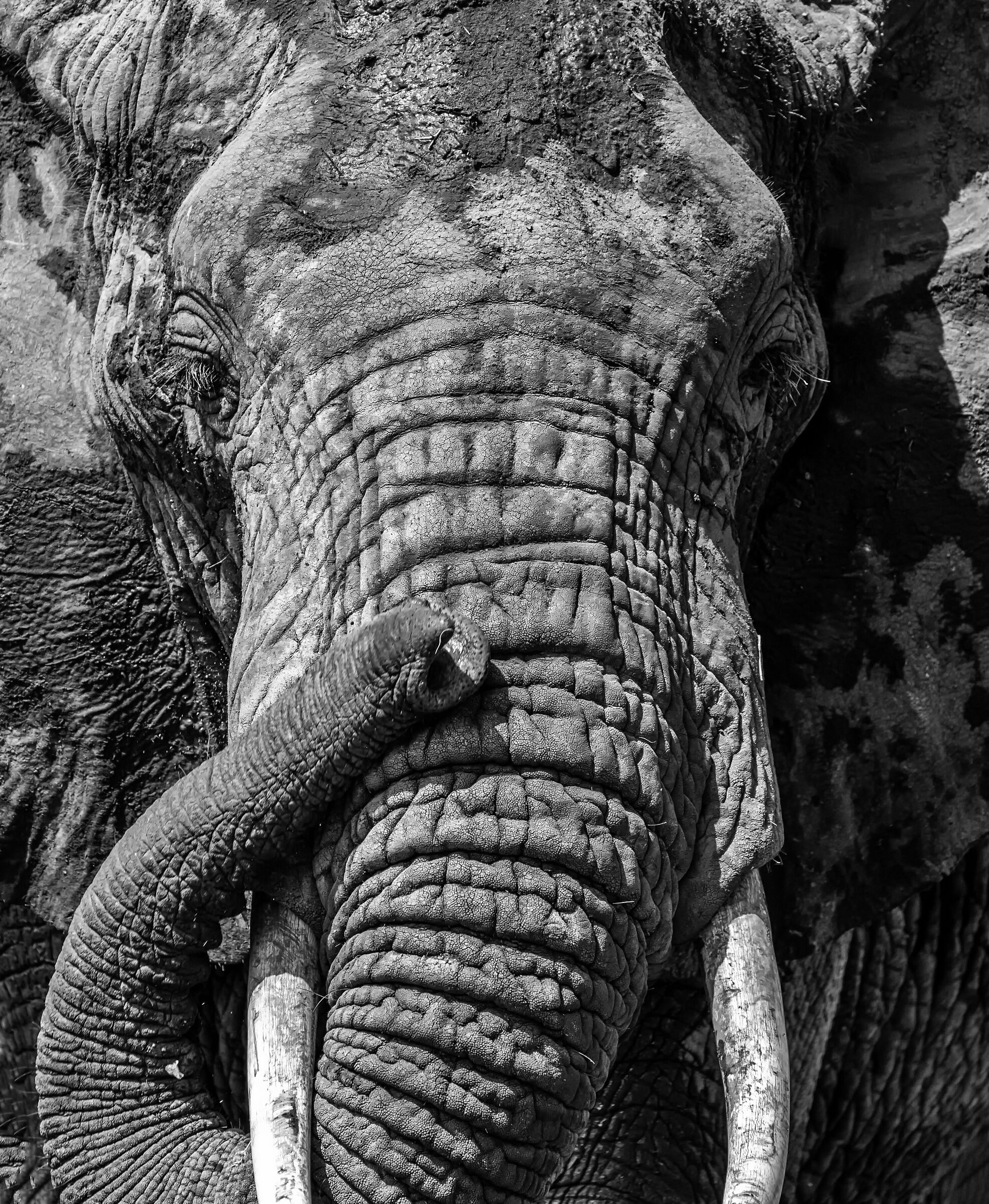 Amboseli National Park Kenya