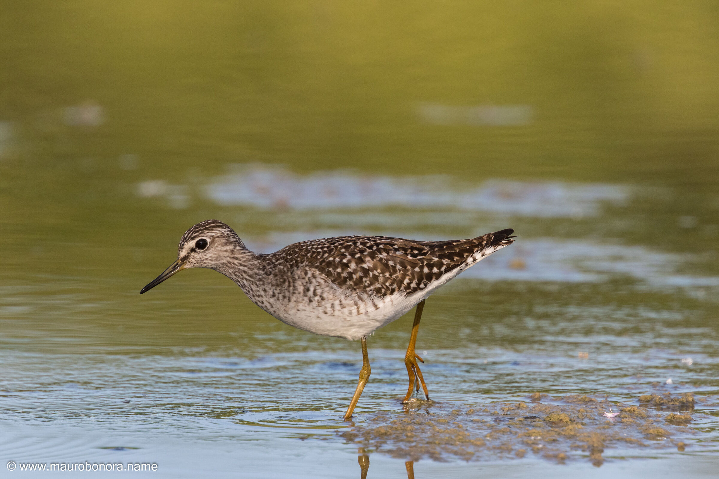 Piro Piro Boschereccio