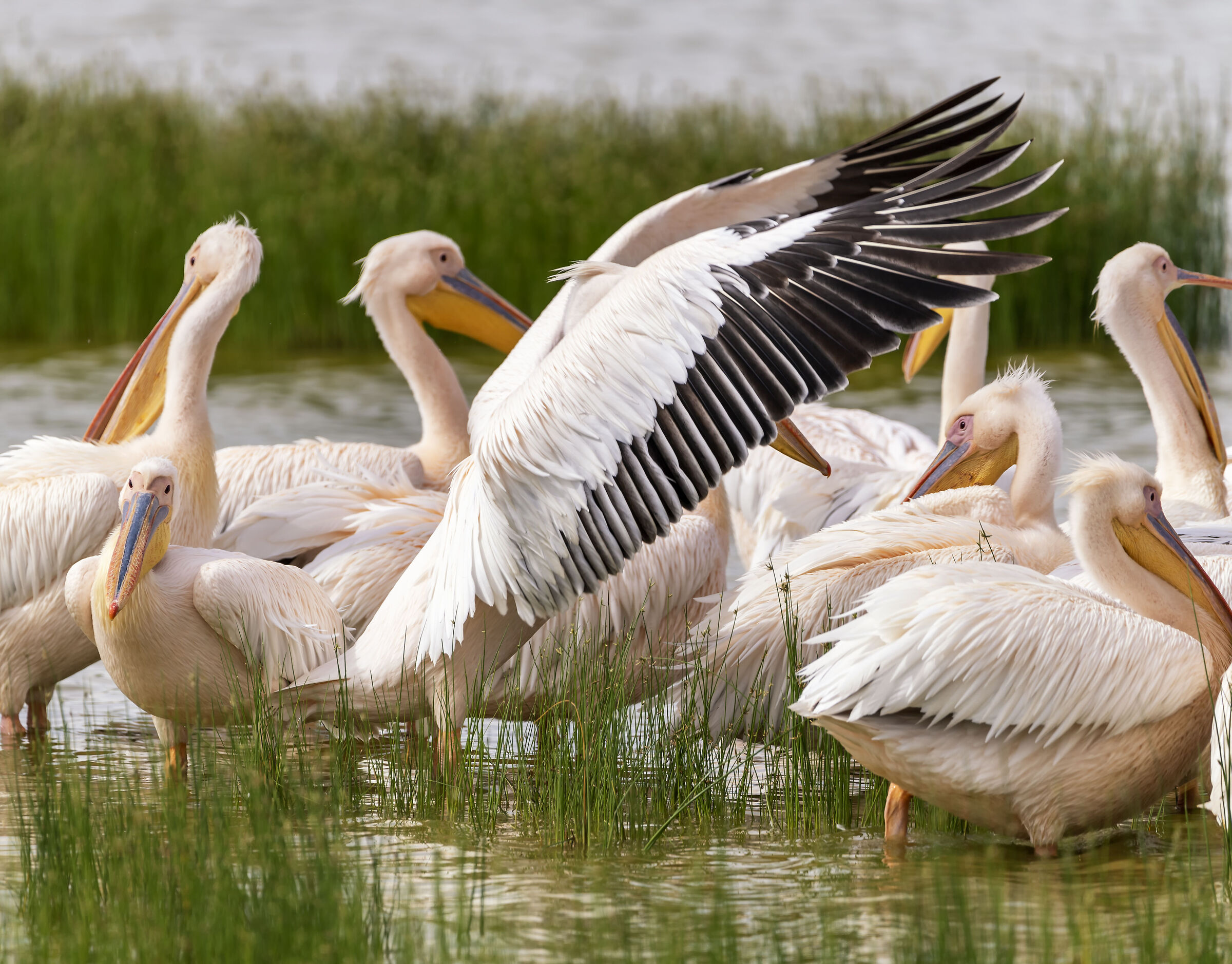 Amboseli National Park Kenya