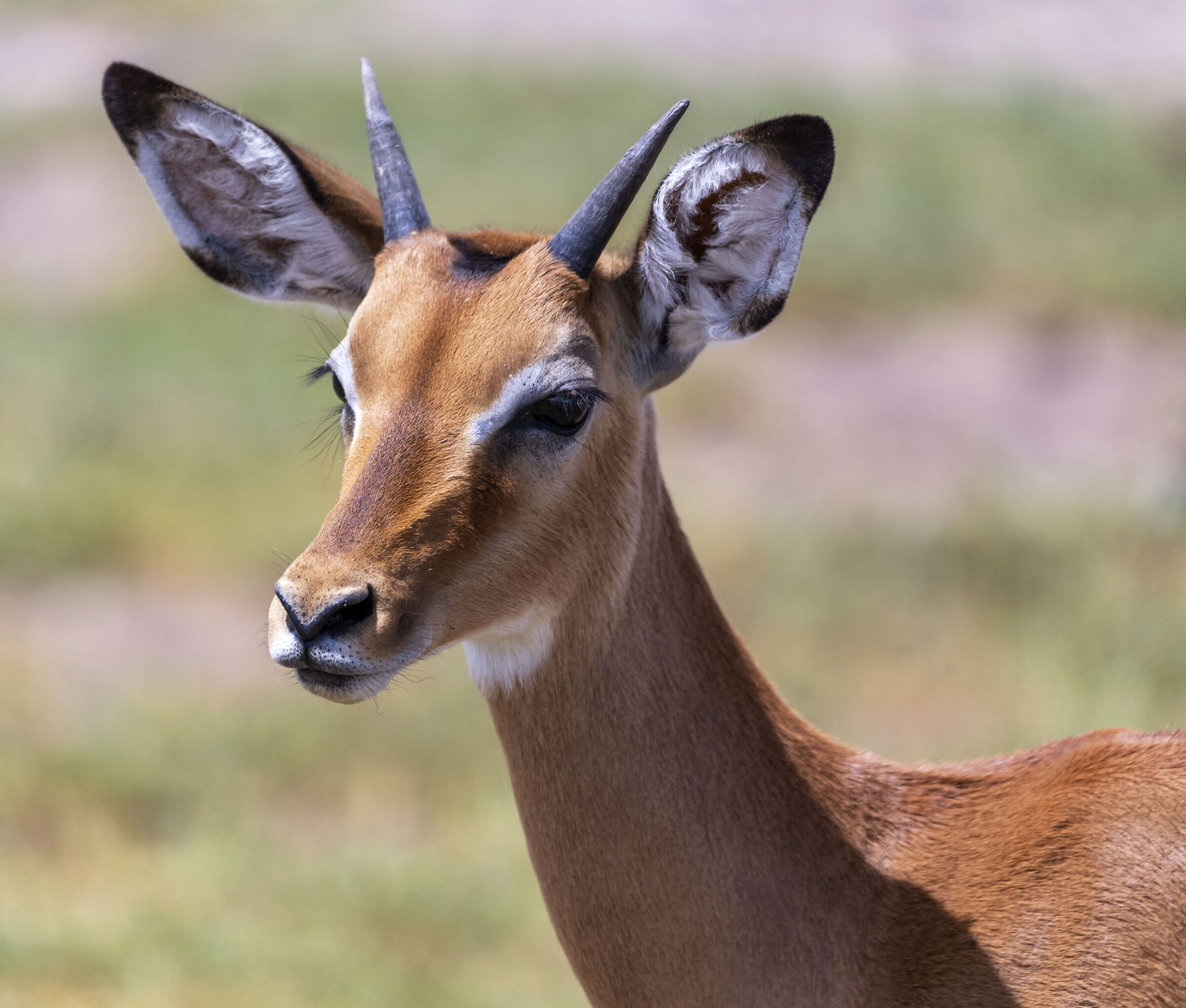 Amboseli National Park Kenya
