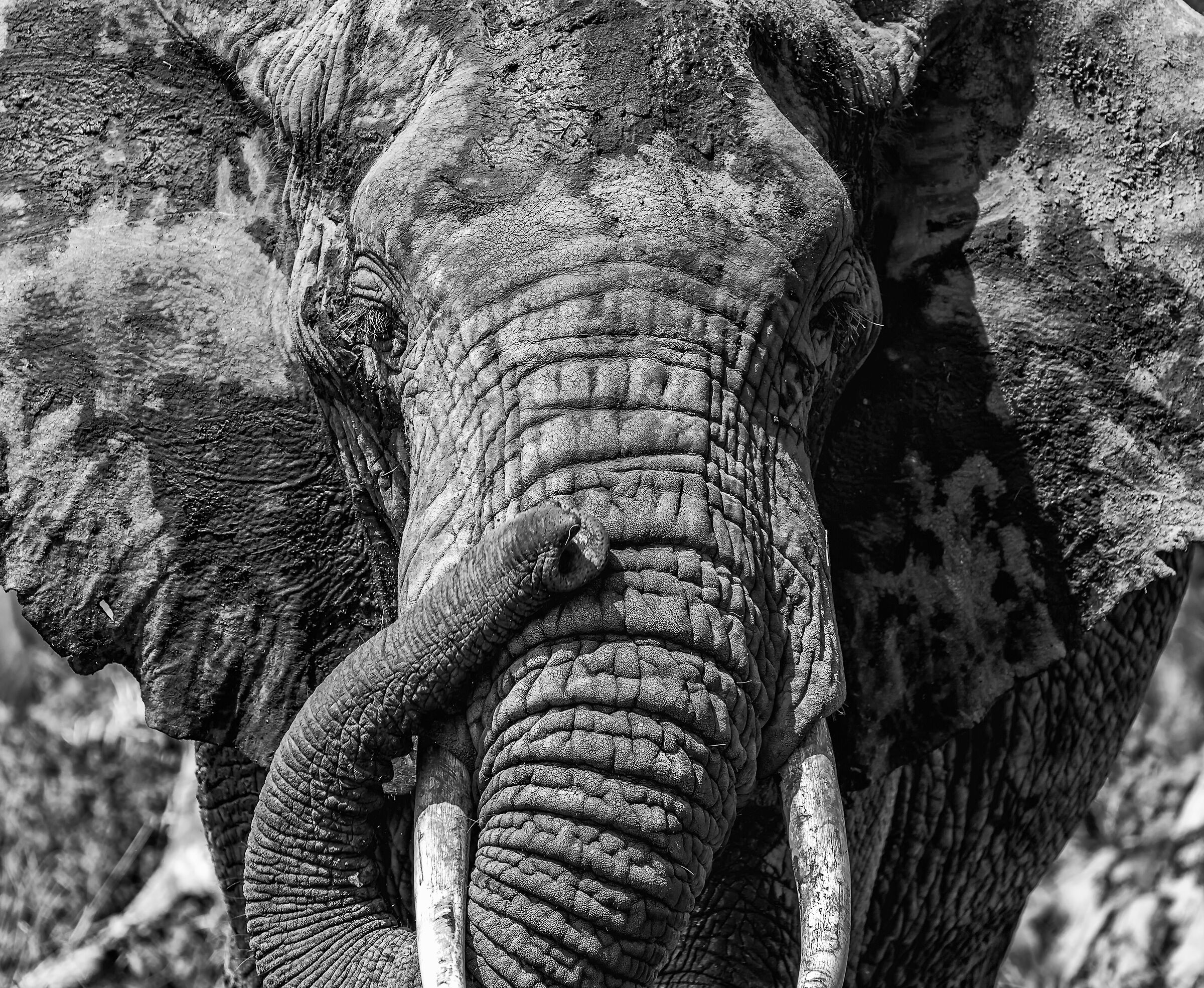 Amboseli National Park Kenya