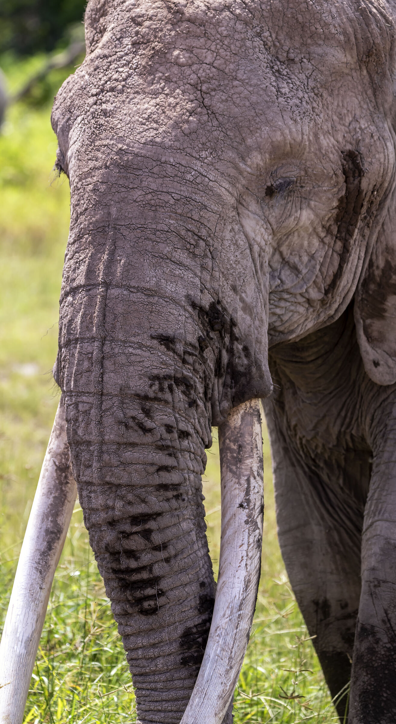 Amboseli National Park Kenya