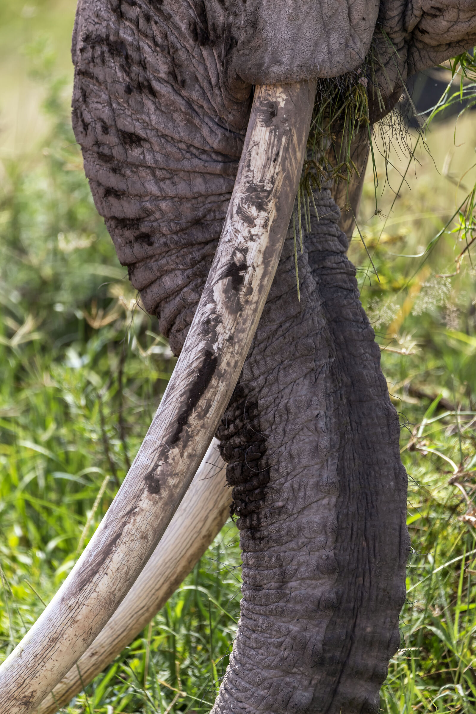 Amboseli National Park Kenya