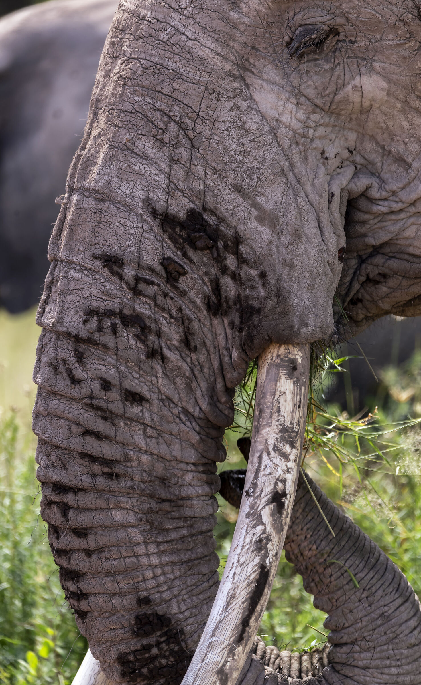 Amboseli National Park Kenya