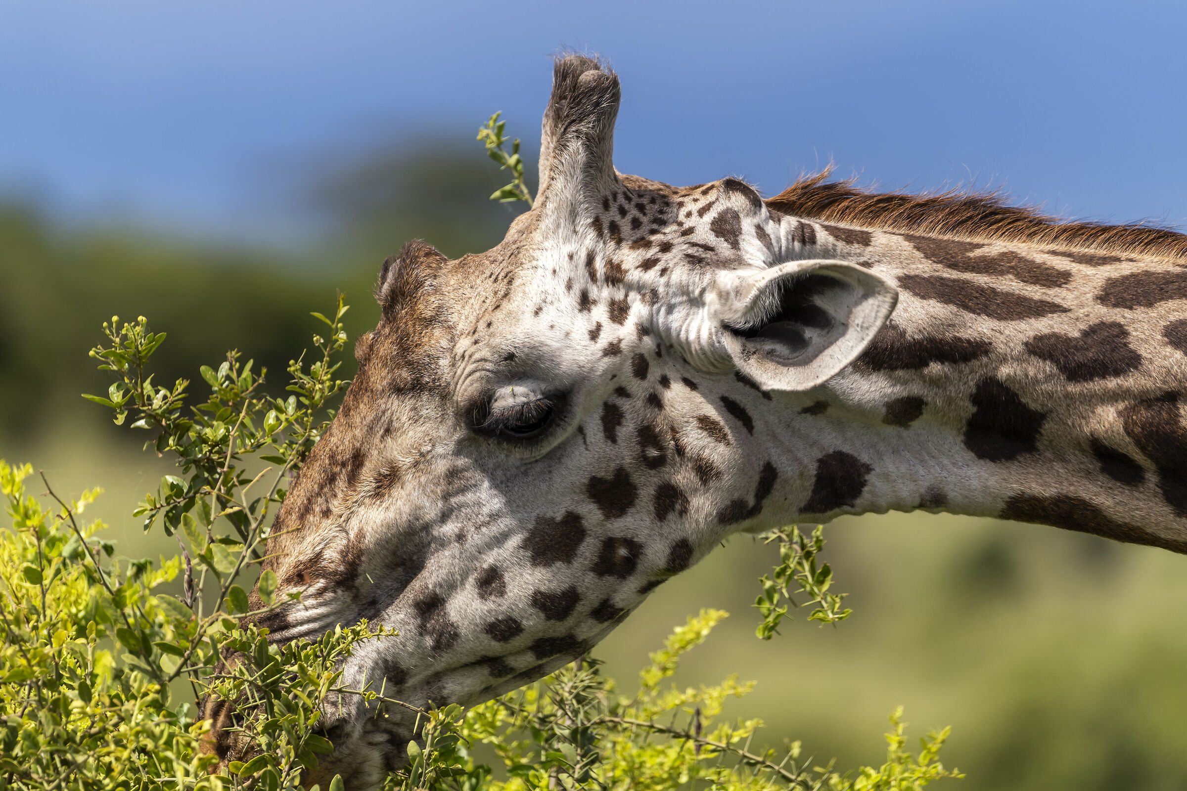 Amboseli National Park Kenya