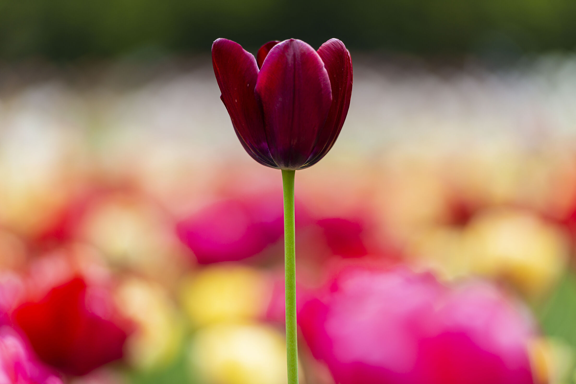 Empire State Tulip