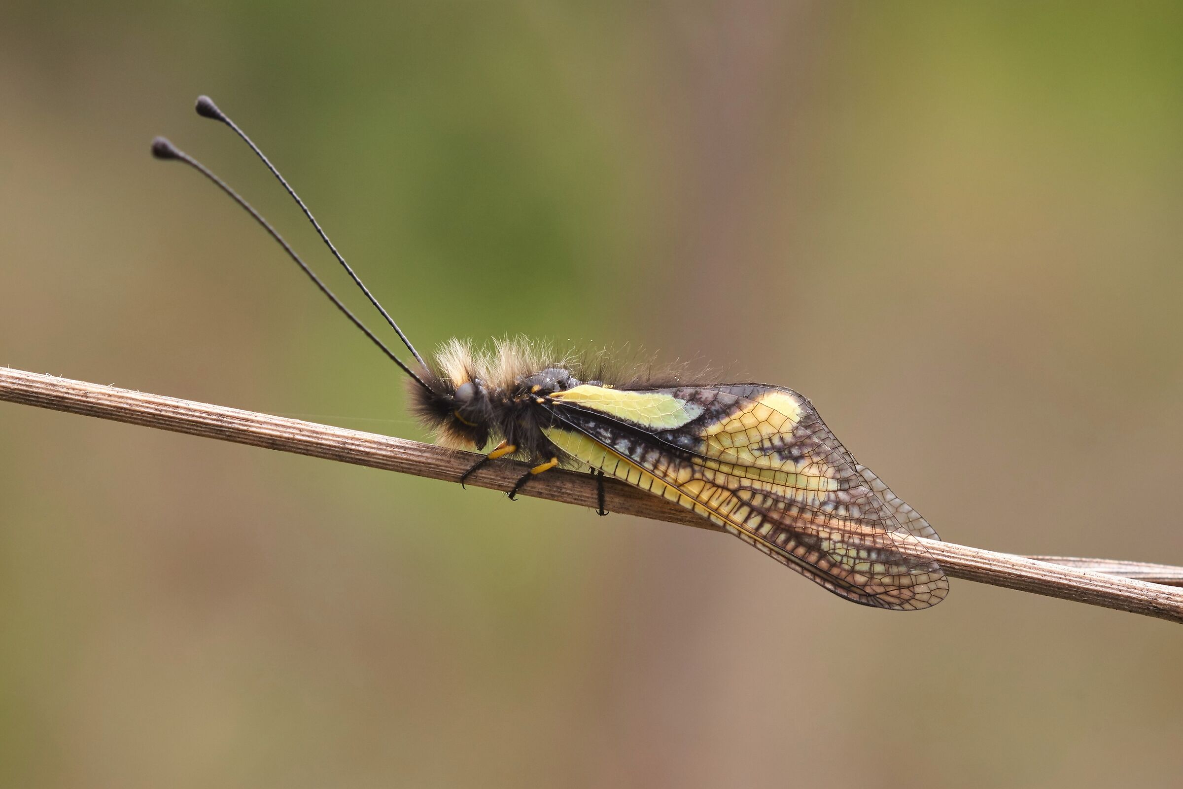 Libelloides coccajus