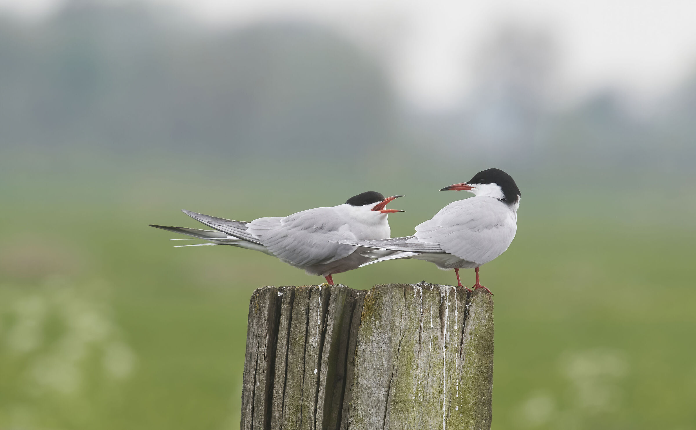Little Terns couple.