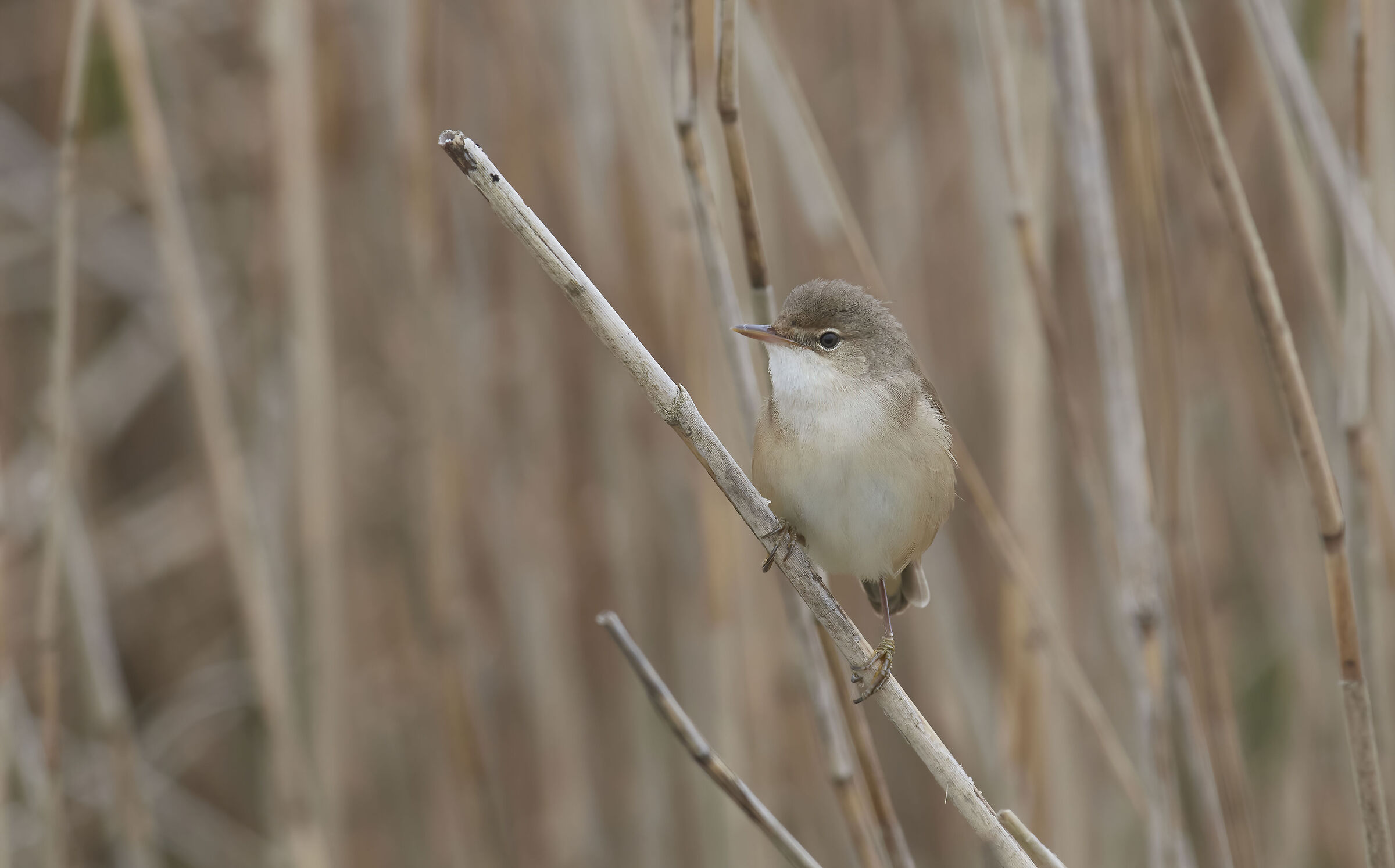 Reed Warbler