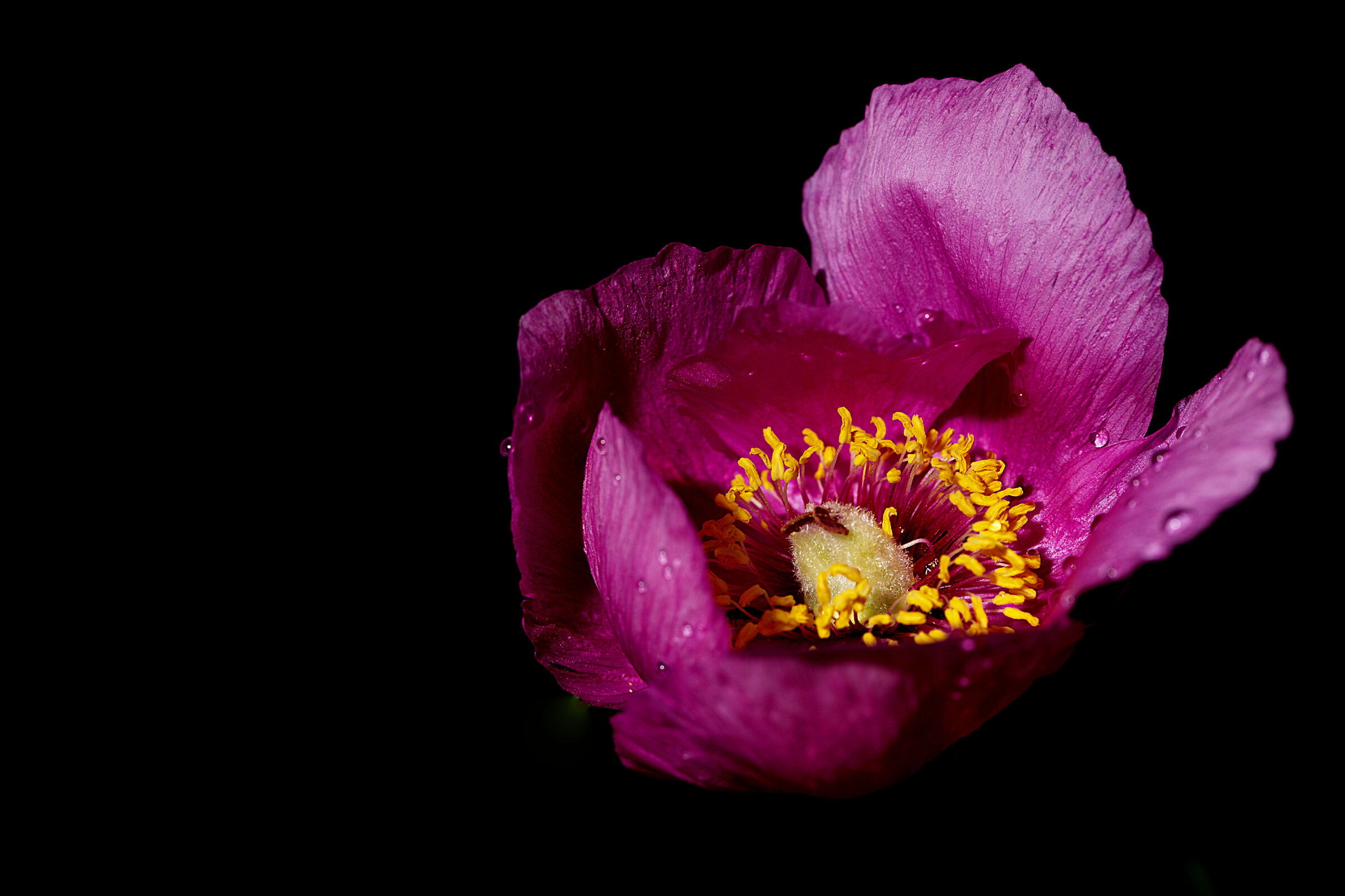 Peonia carsolina