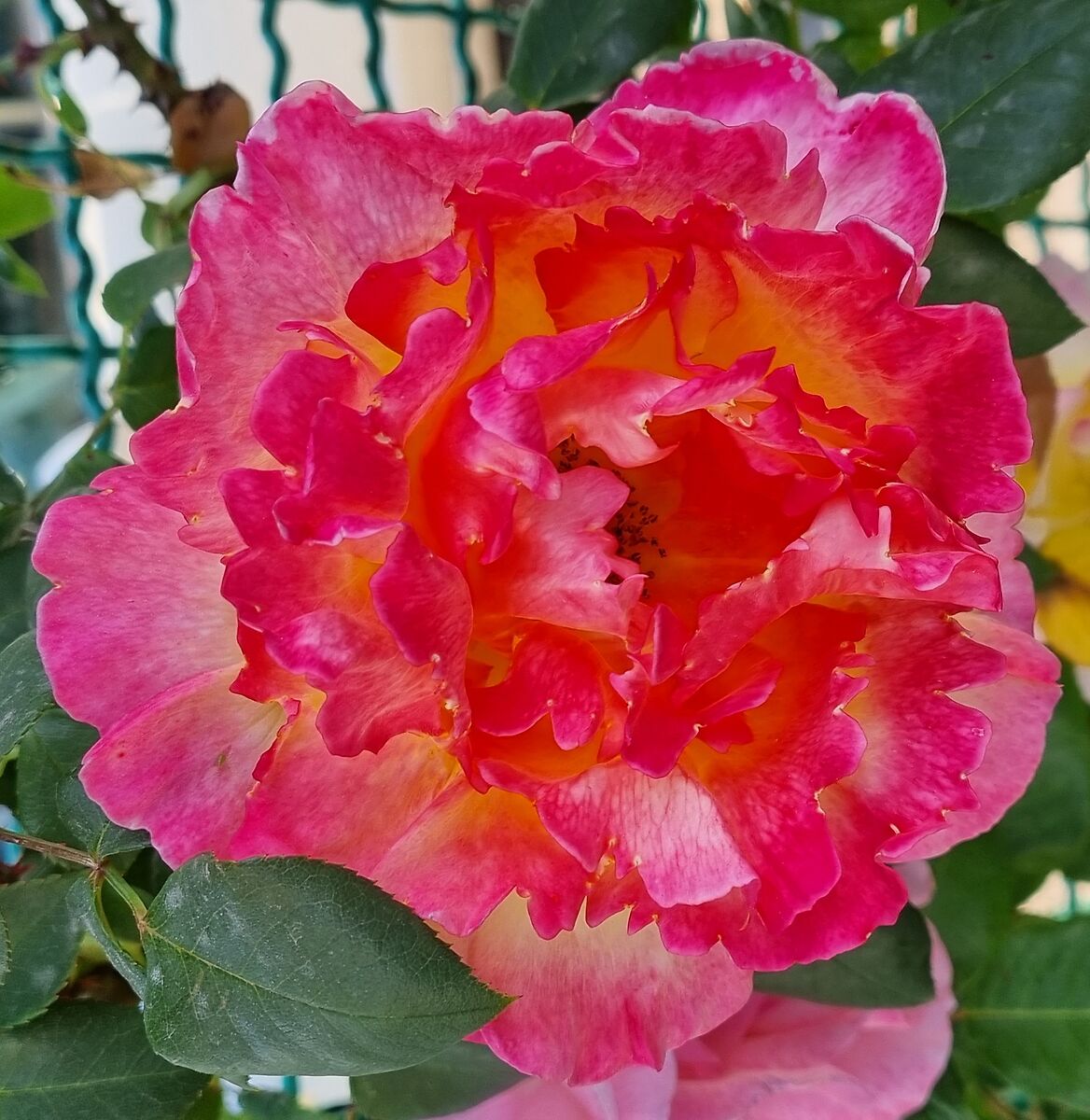 rose