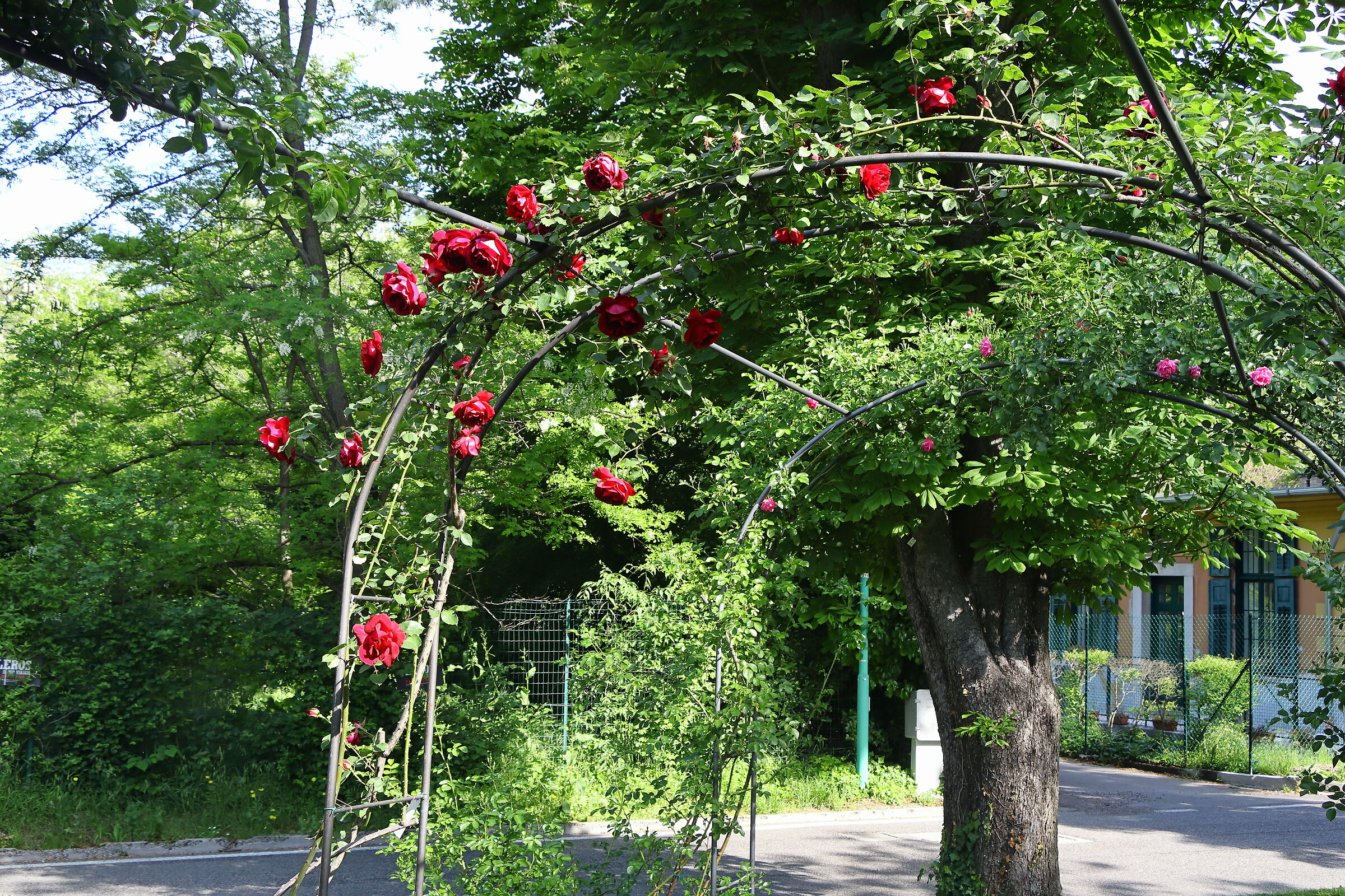 rose 2
