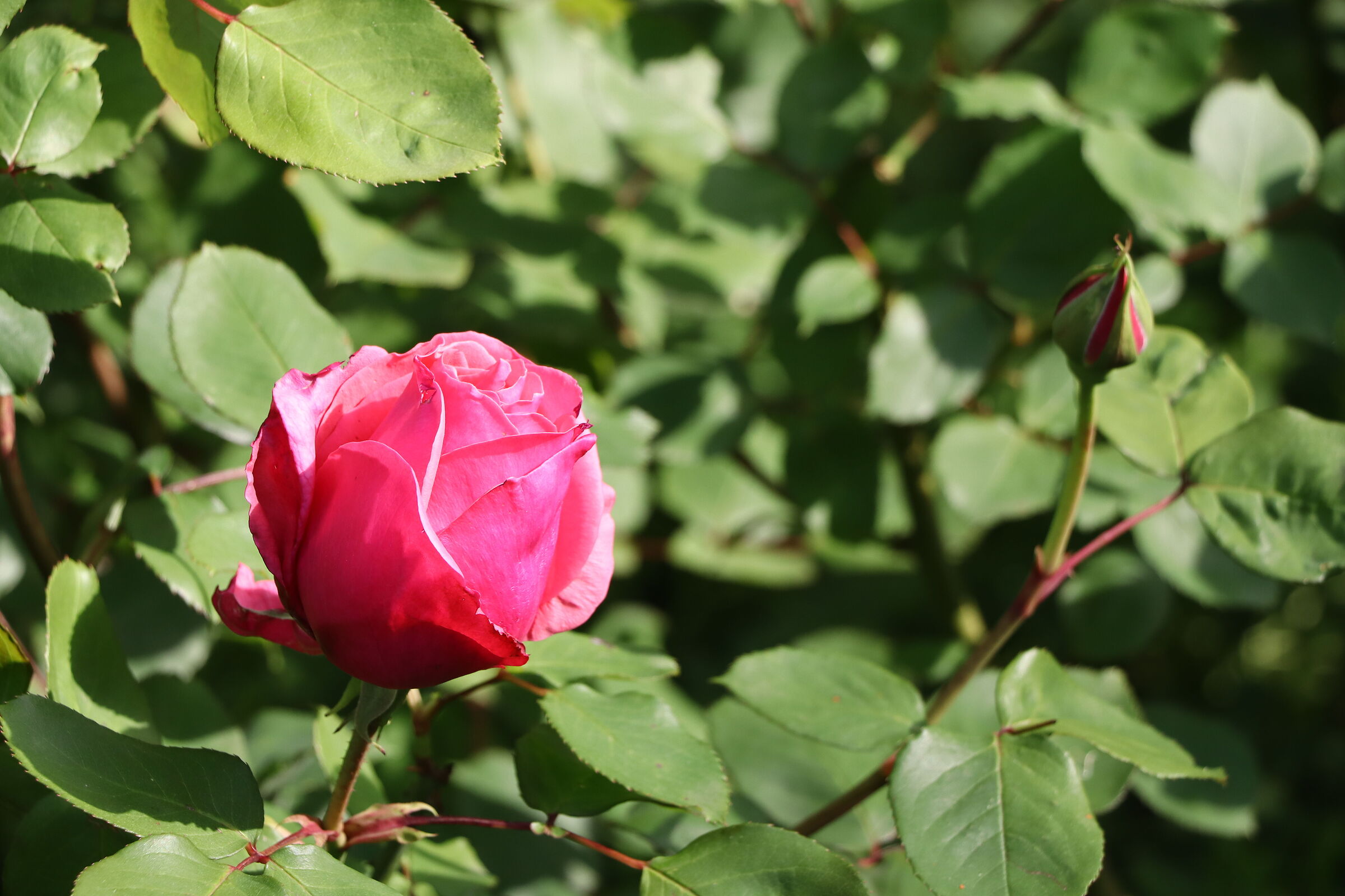 rose 3